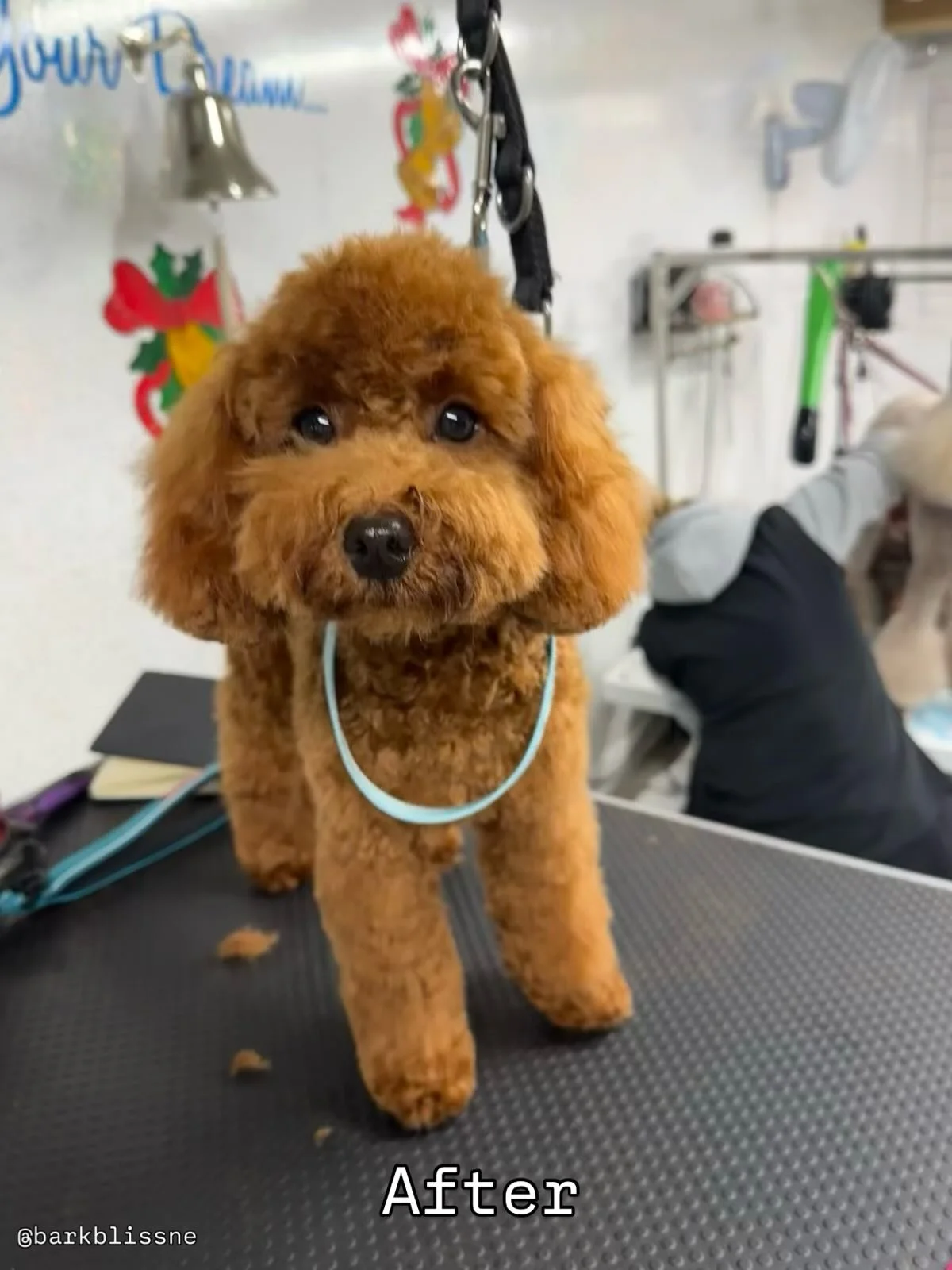 Fresh cut, teddy bear vibes for Roger! A little superstar leaving Bark &amp; Bliss North East looking sharp. 🐾✨

Bookings are available for March and April.
📱 07967 361651
📧 hello@barkbliss.co.uk
💬 or message through Instagram, Whataspp or Facebo