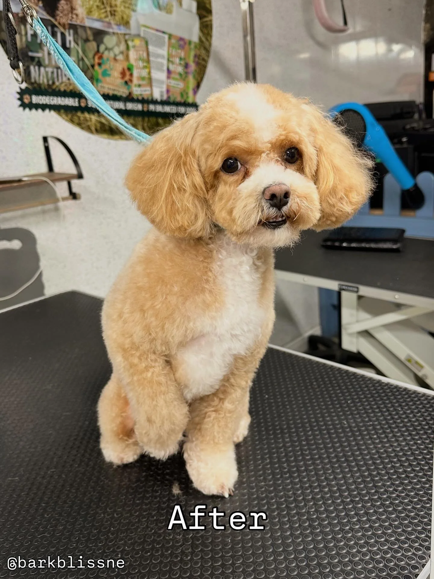 🐾 Paws up if you love your new trim from Bark and Bliss North East 🐾 

#doggrooming #doggroomer #dogsofnewcastle #dogsofinstagram #BarkandBliss