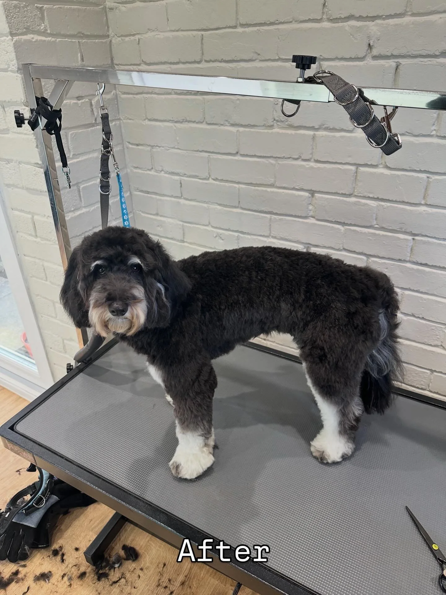 ✨ Bailey✨

From fluffy to neat, tidy and oh-so-cute 🐾💖

We kept a soft, natural look while shaping everything up for a clean finish - those fluffy legs and sweet face 😍

#doggrooming #beforeandafter #dogtransformation #cockapoo #dogsofnewcastle