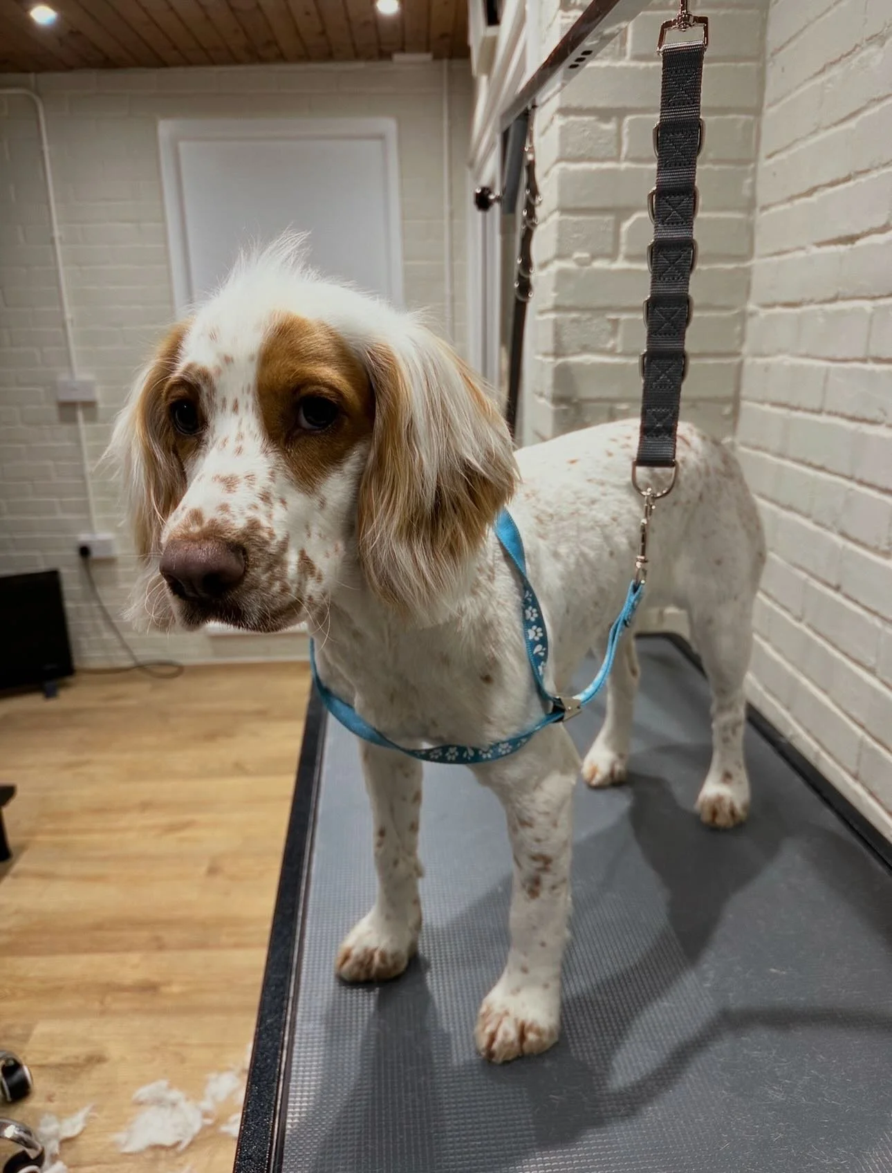 ✨Reggie✨ 

Fresh tidy up for this gorgeous boy. 

His owners wanted the body taken nice and short to help keep on top of moulting, while still keeping his head and ears looking as natural as possible - and I think we got the perfect balance 🤍

He wa