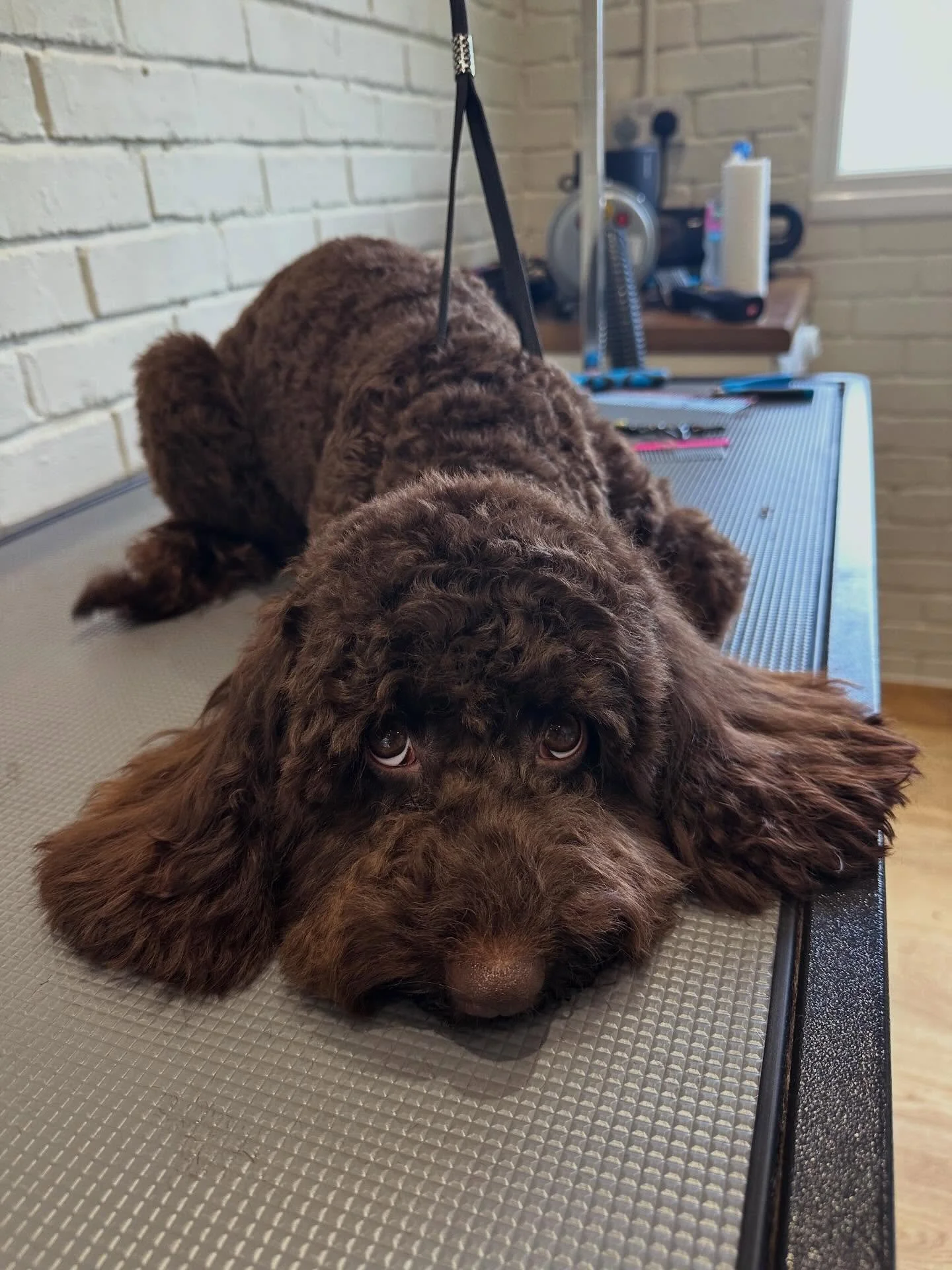 There&rsquo;s a reason we&rsquo;re called Bark &amp; Bliss.. with emphasis on the bliss 😴

Nothing better than seeing pups relax into the process and trust the groom.

Happy dogs, happy grooms, happy owners &mdash; just how we like it 🫶

#BarkAndBl