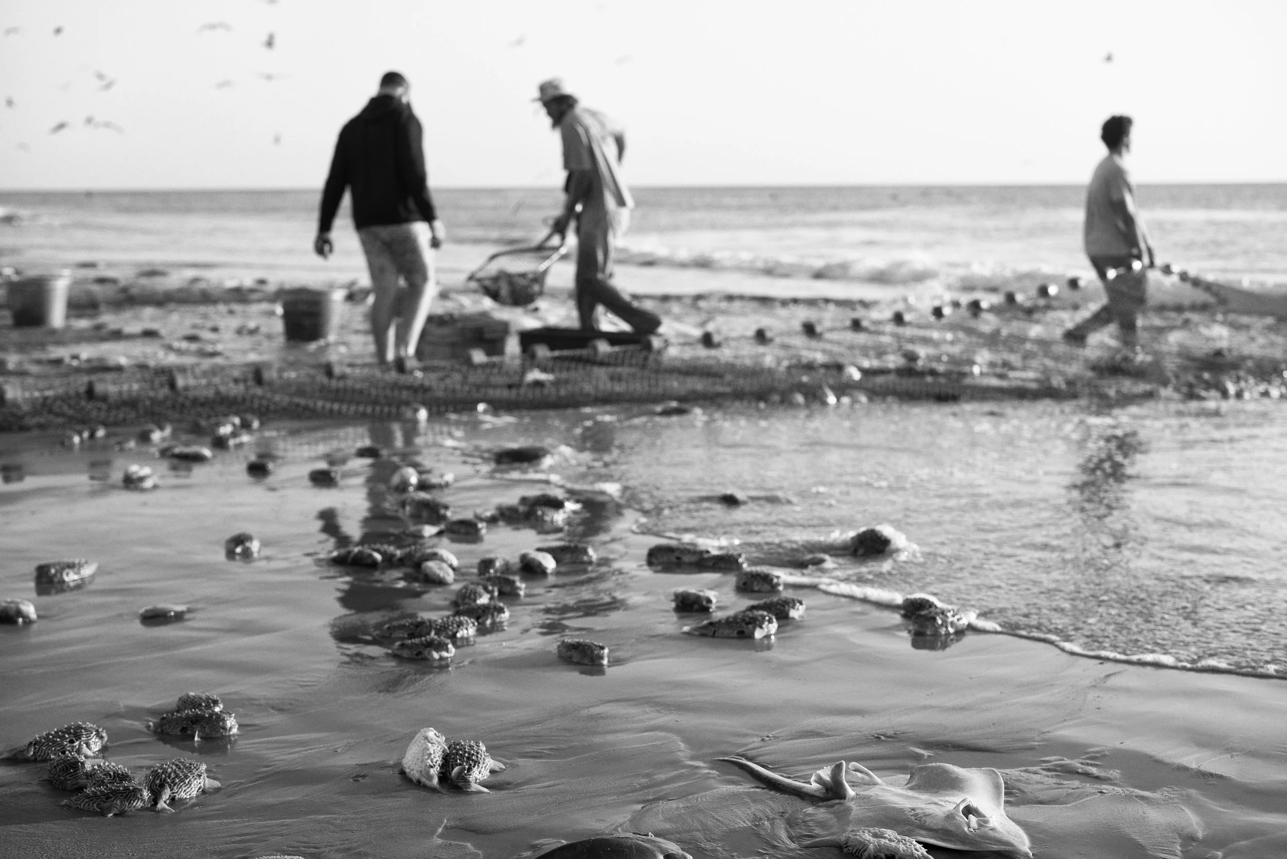 Net Fishing in Nags Head