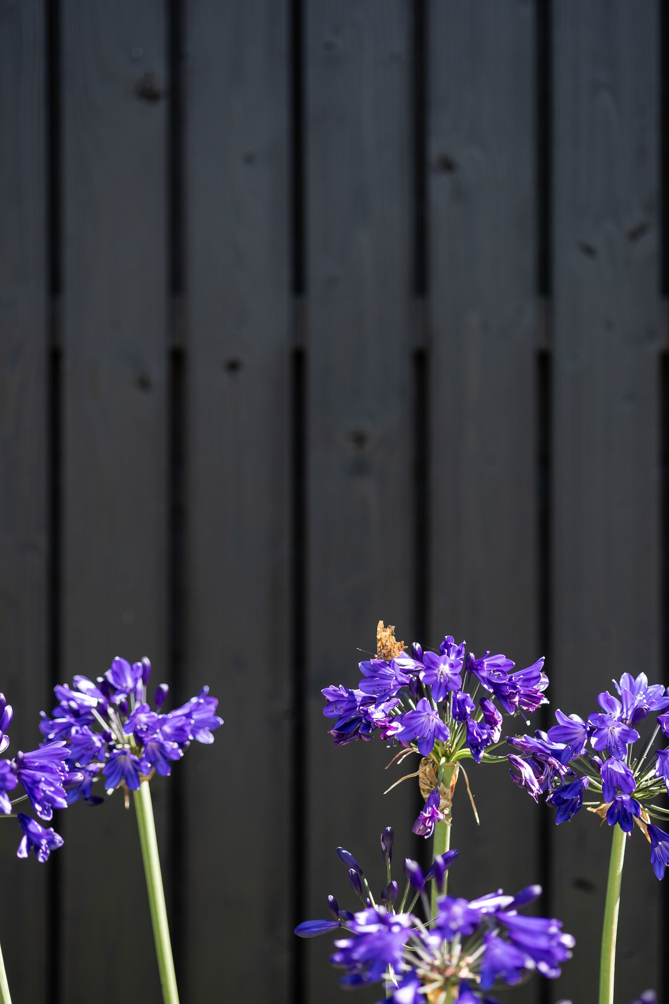 Purple agapanthus flowers against the black timber cladding of a modern barn