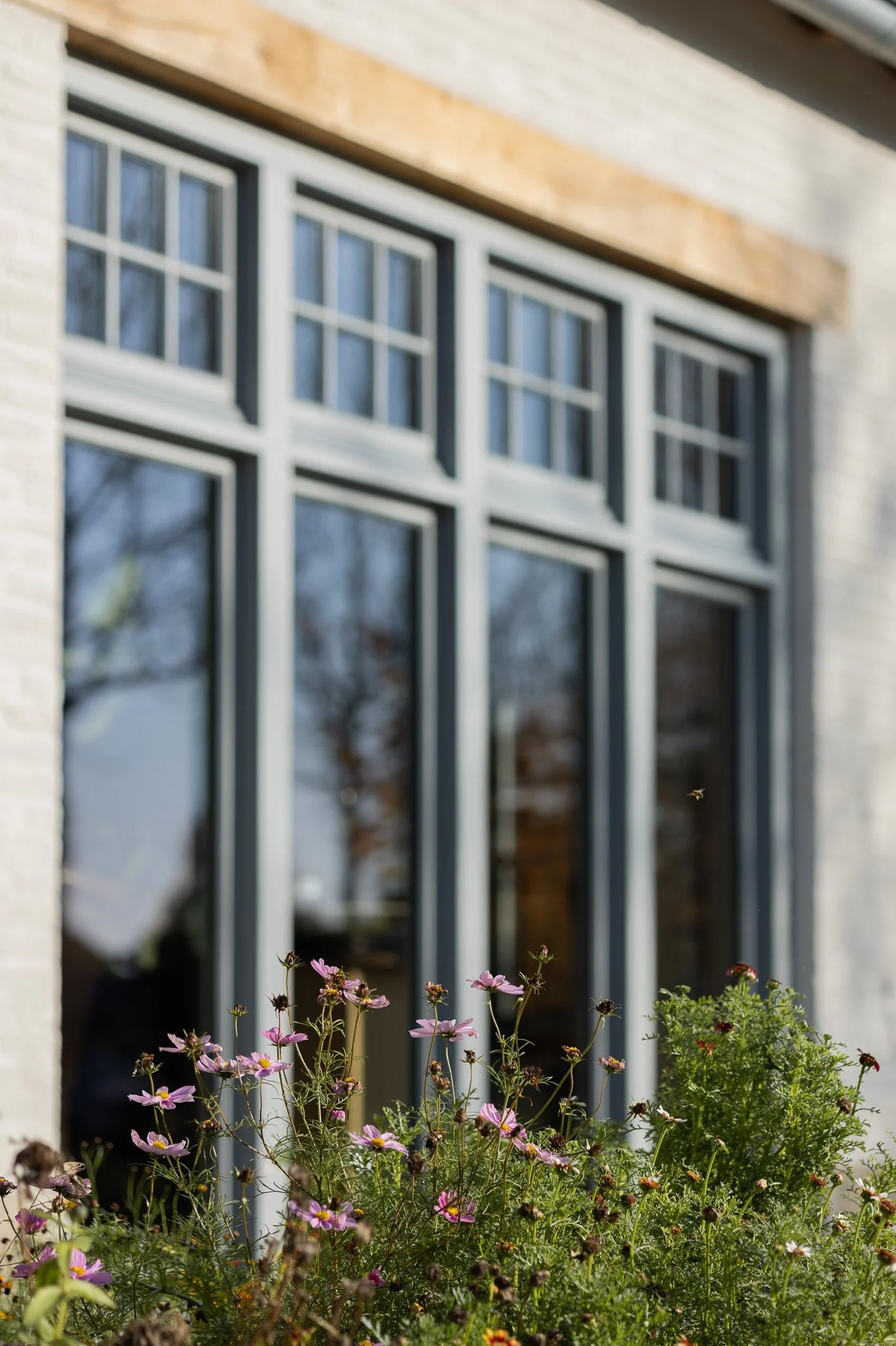 Pink cosmos flowers in front of tall grey-framed windows and a natural oak lintel