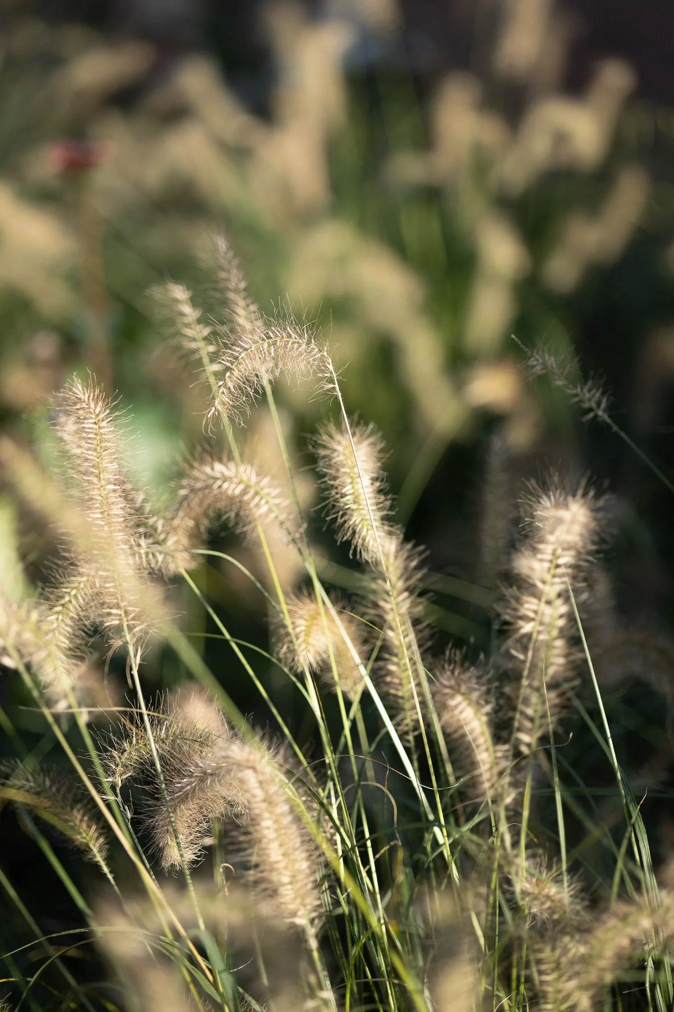 Ornamental grasses glowing in warm autumn sunlight in a landscaped garden