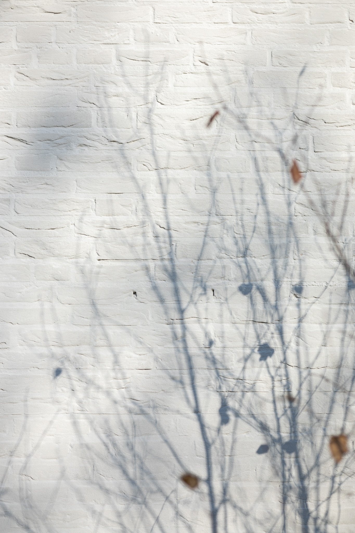 Soft autumn plant shadows across a textured white brick façade