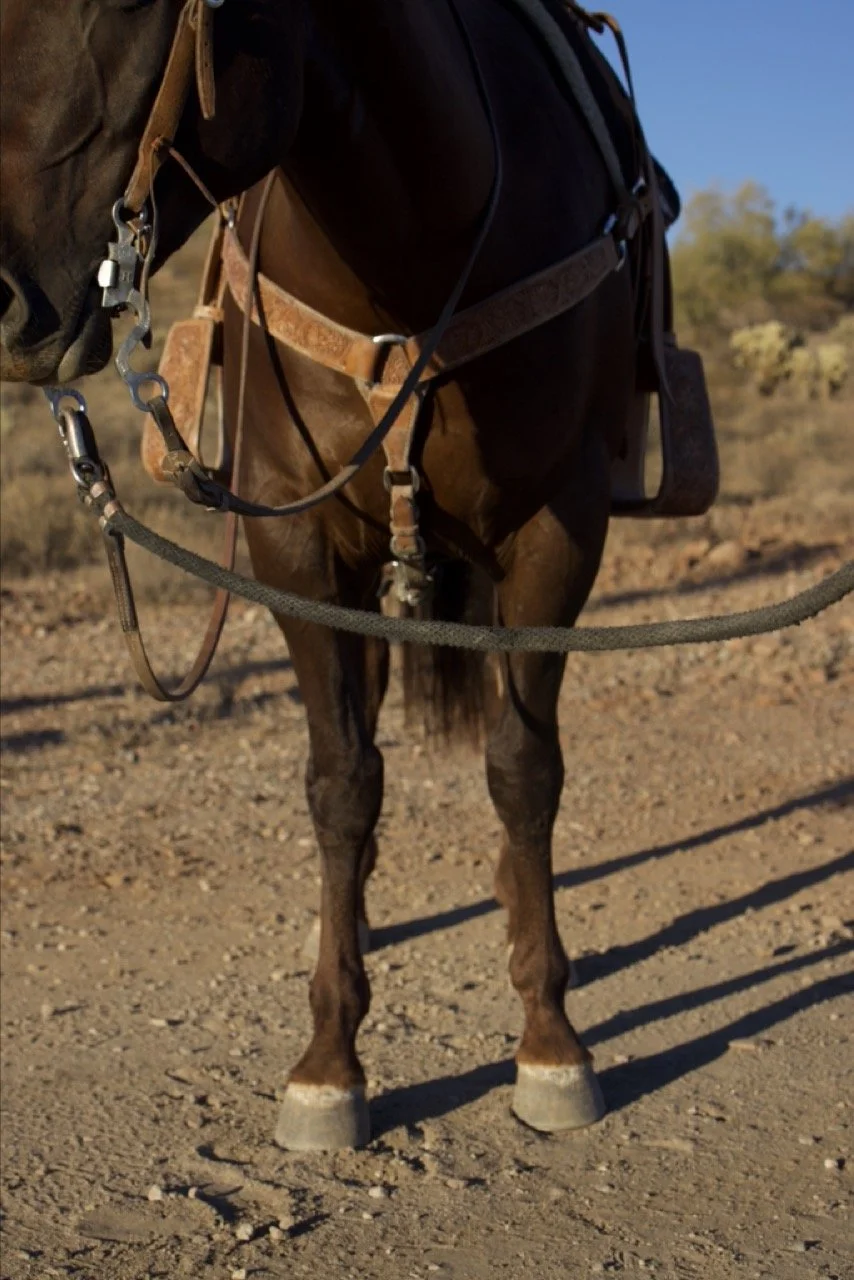 front legs Large.jpeg