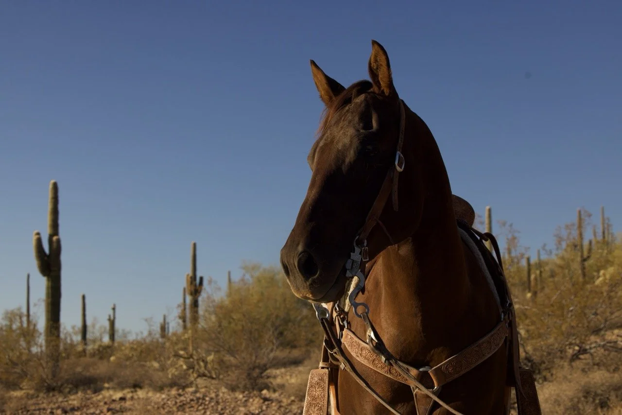 cool headshot with cactus behind Large.jpeg