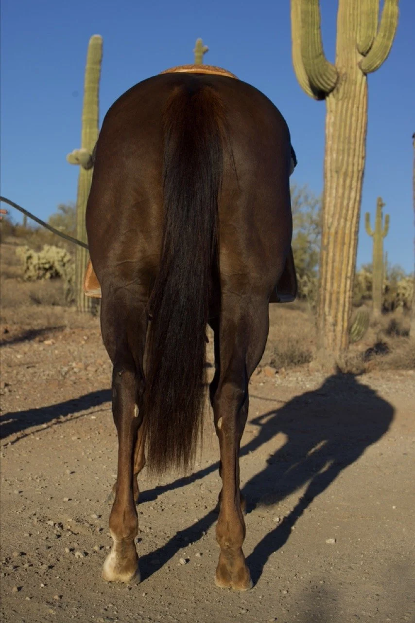 hind legs Large.jpeg