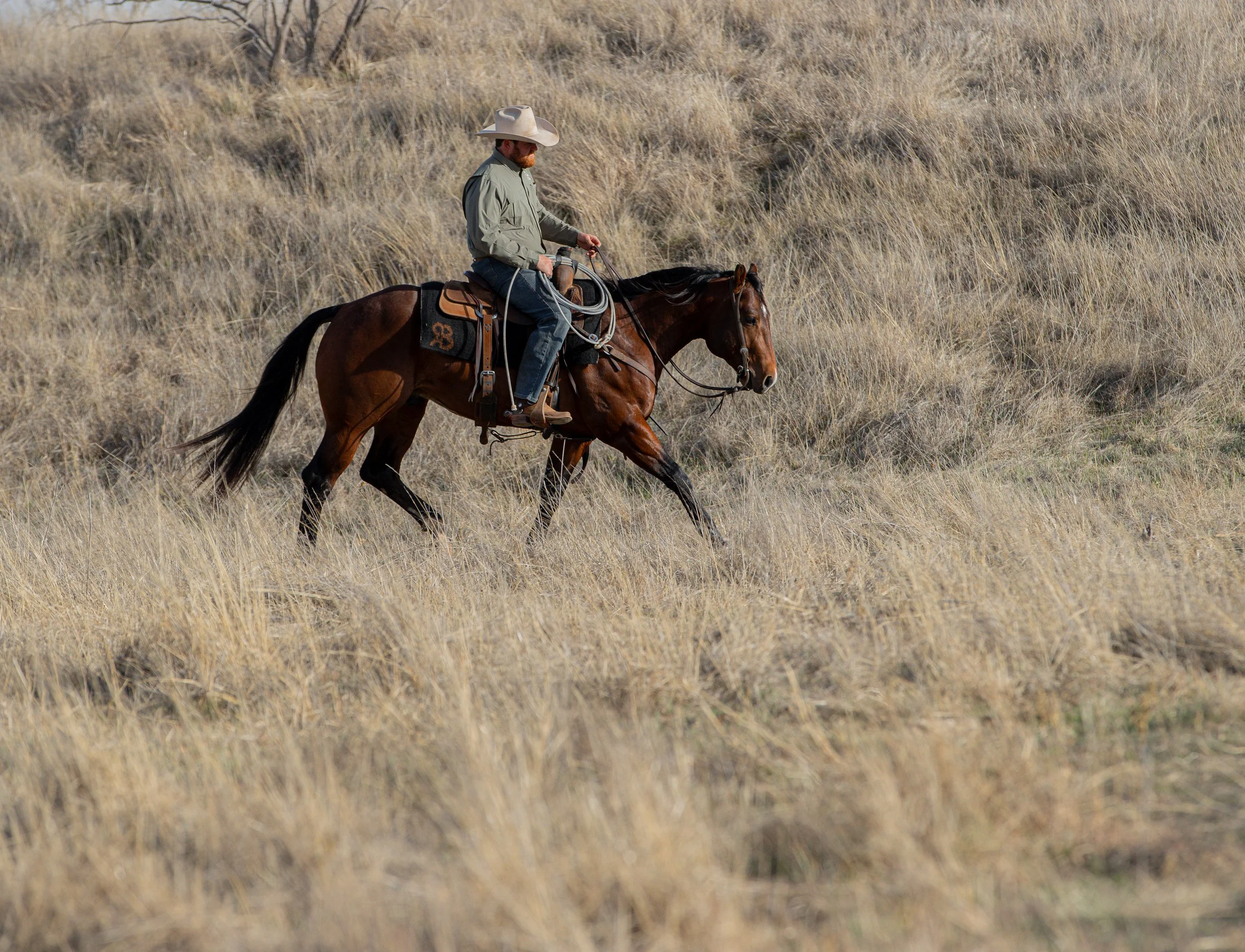 Teddy pasture.jpg
