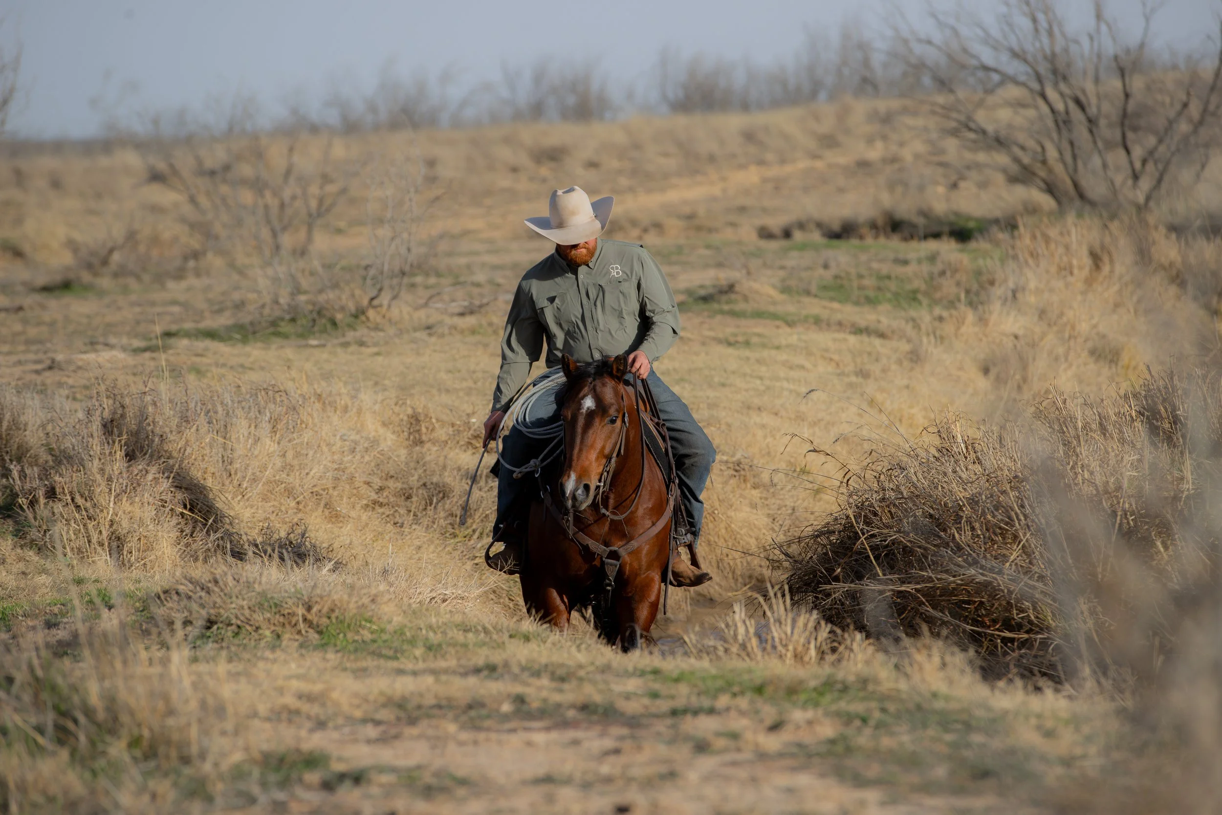teddy pasture2.jpg