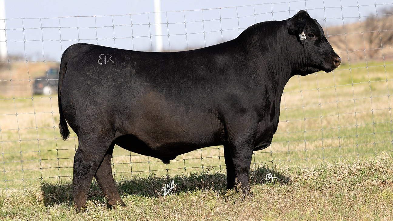 Brown JR Headliner 8735L