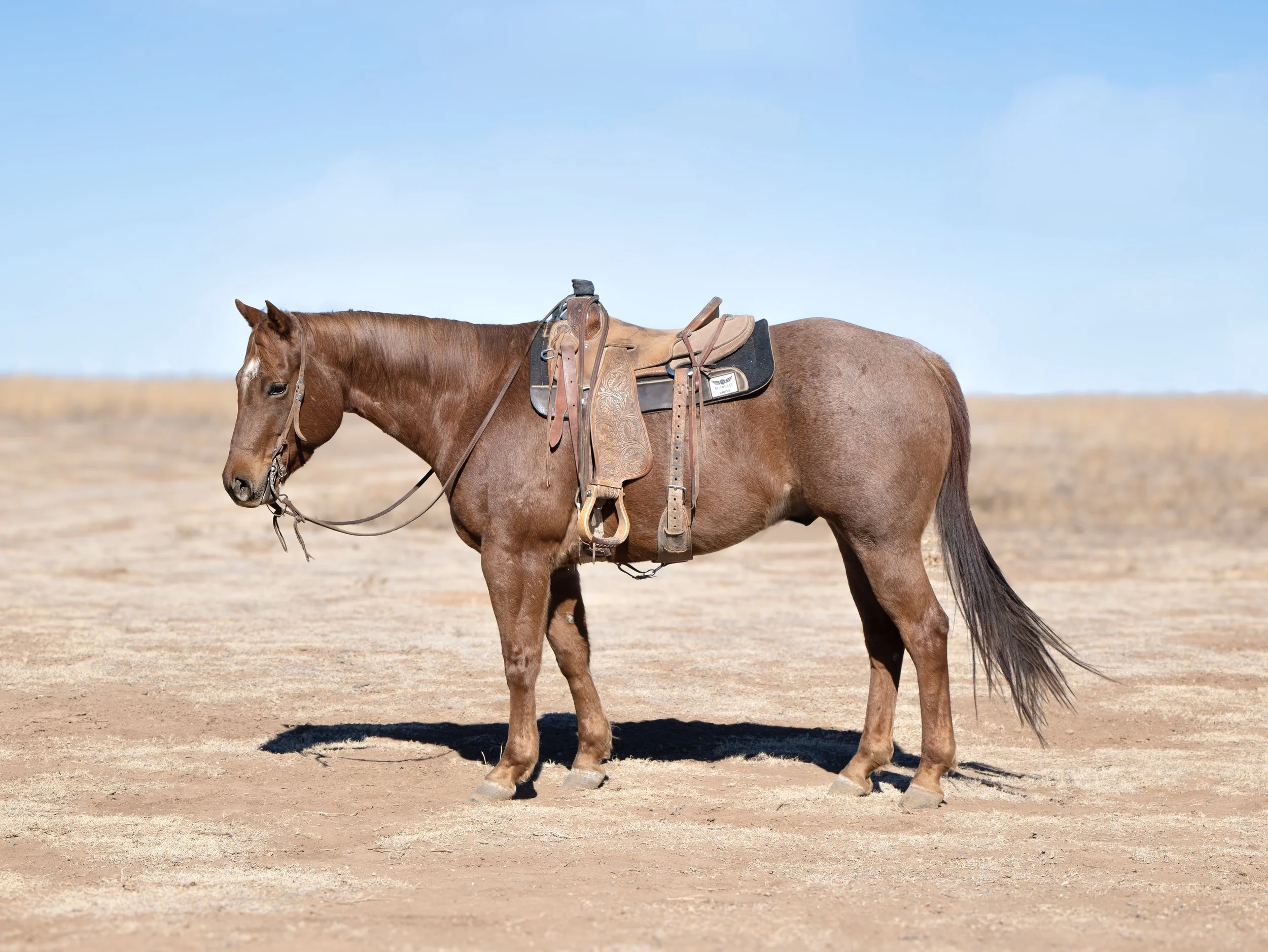 Catalog Image_Metallic Starduster.jpg