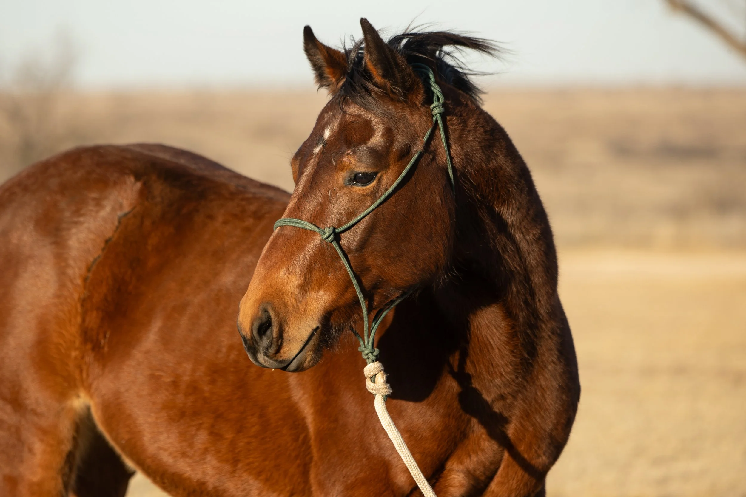 Copy of RAB Jailbird2 - Emily McCartney Eiguren.jpg