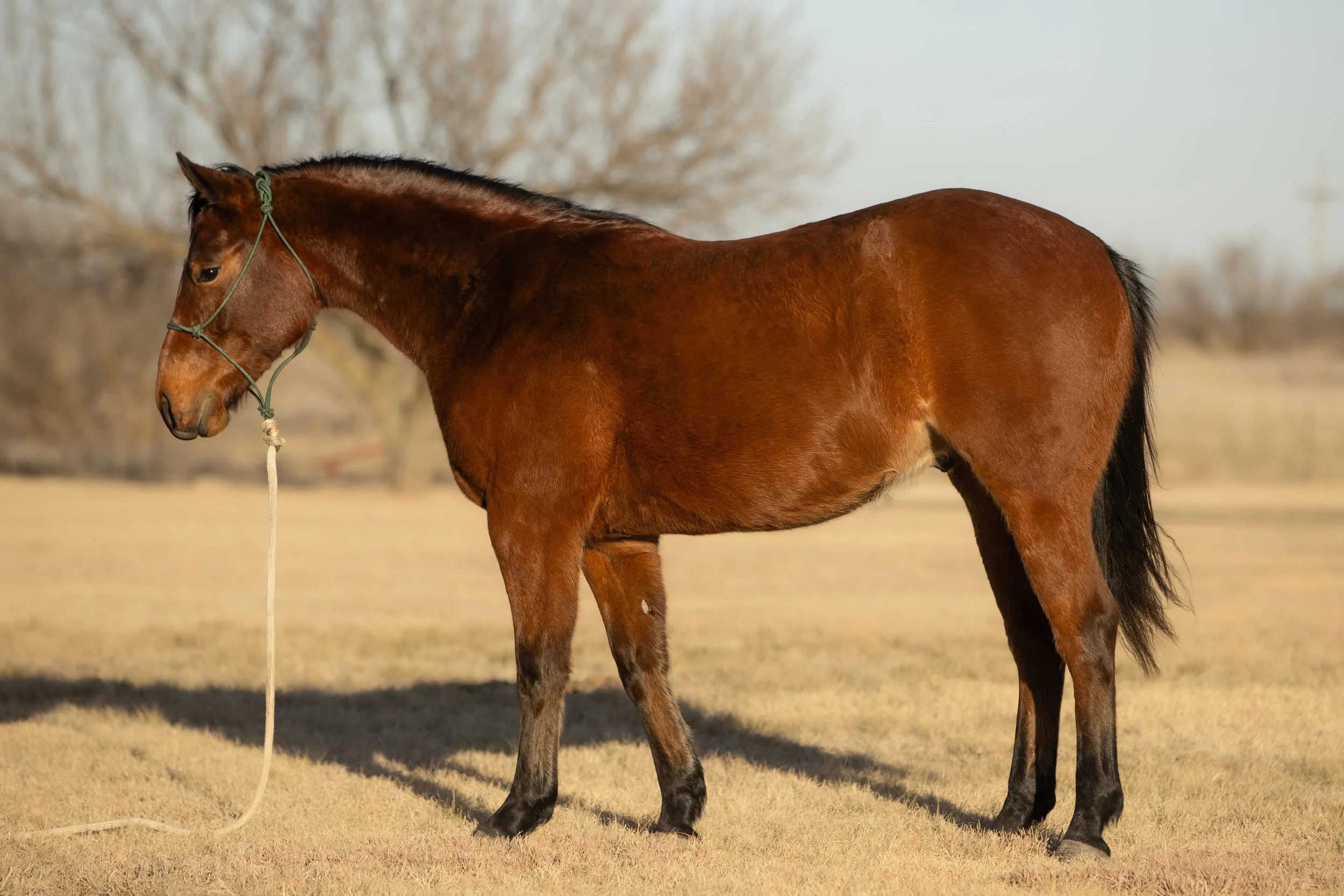 Copy of RAB JailBird - Emily McCartney Eiguren.jpg