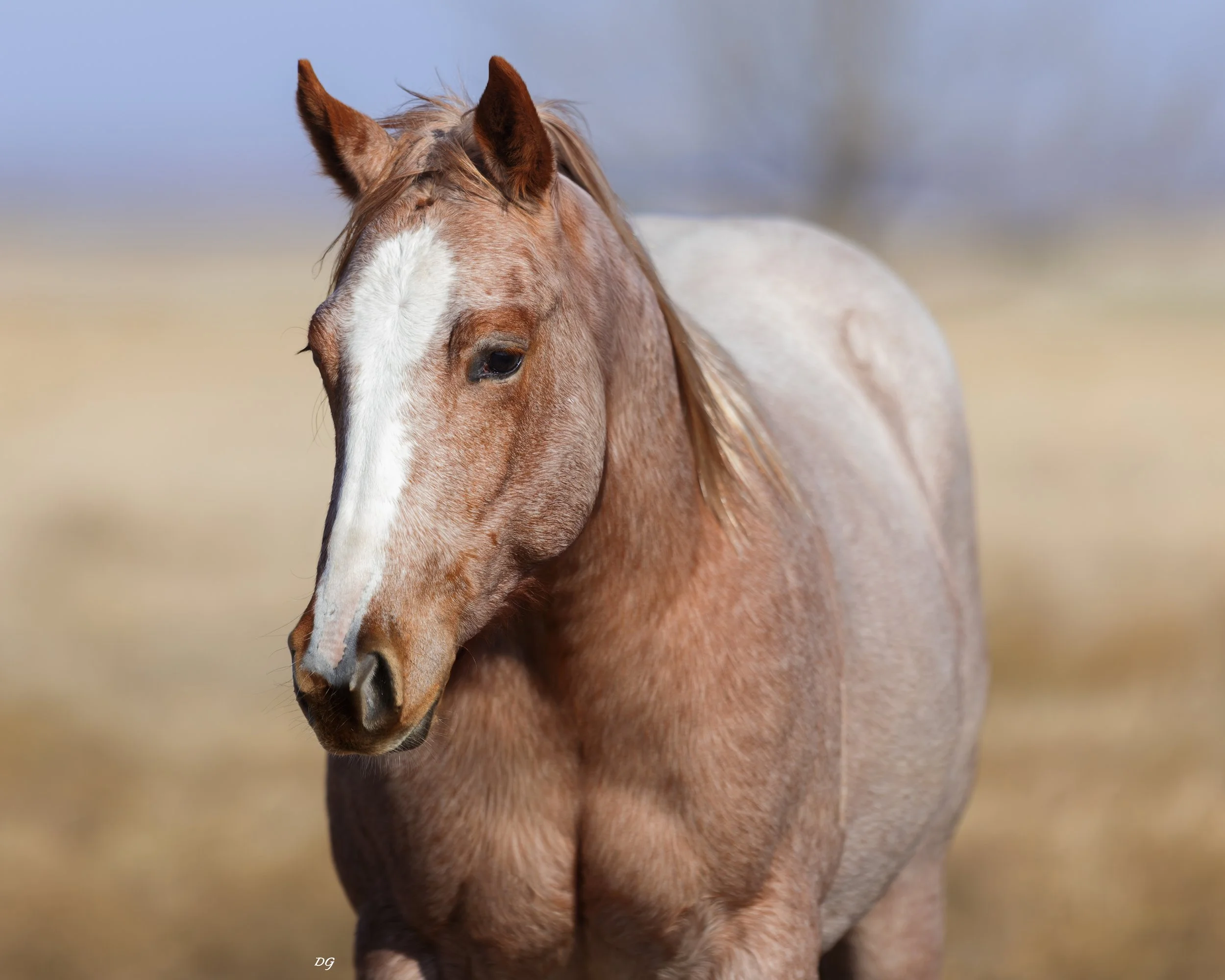 Copy of RAB Miss Boon Shine - Kelli Brown.jpg