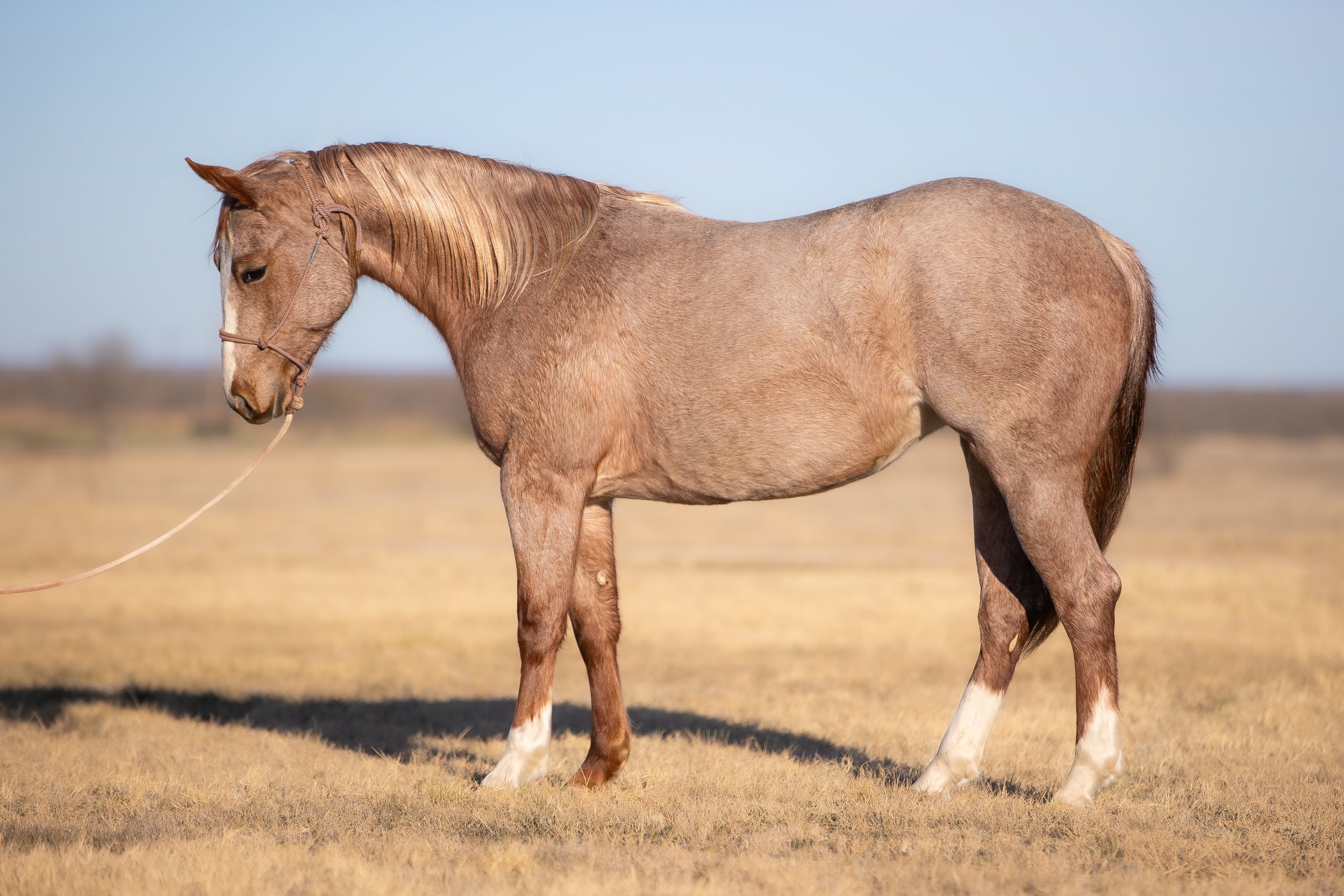 Copy of RAB Miss Boon Shine b.jpg