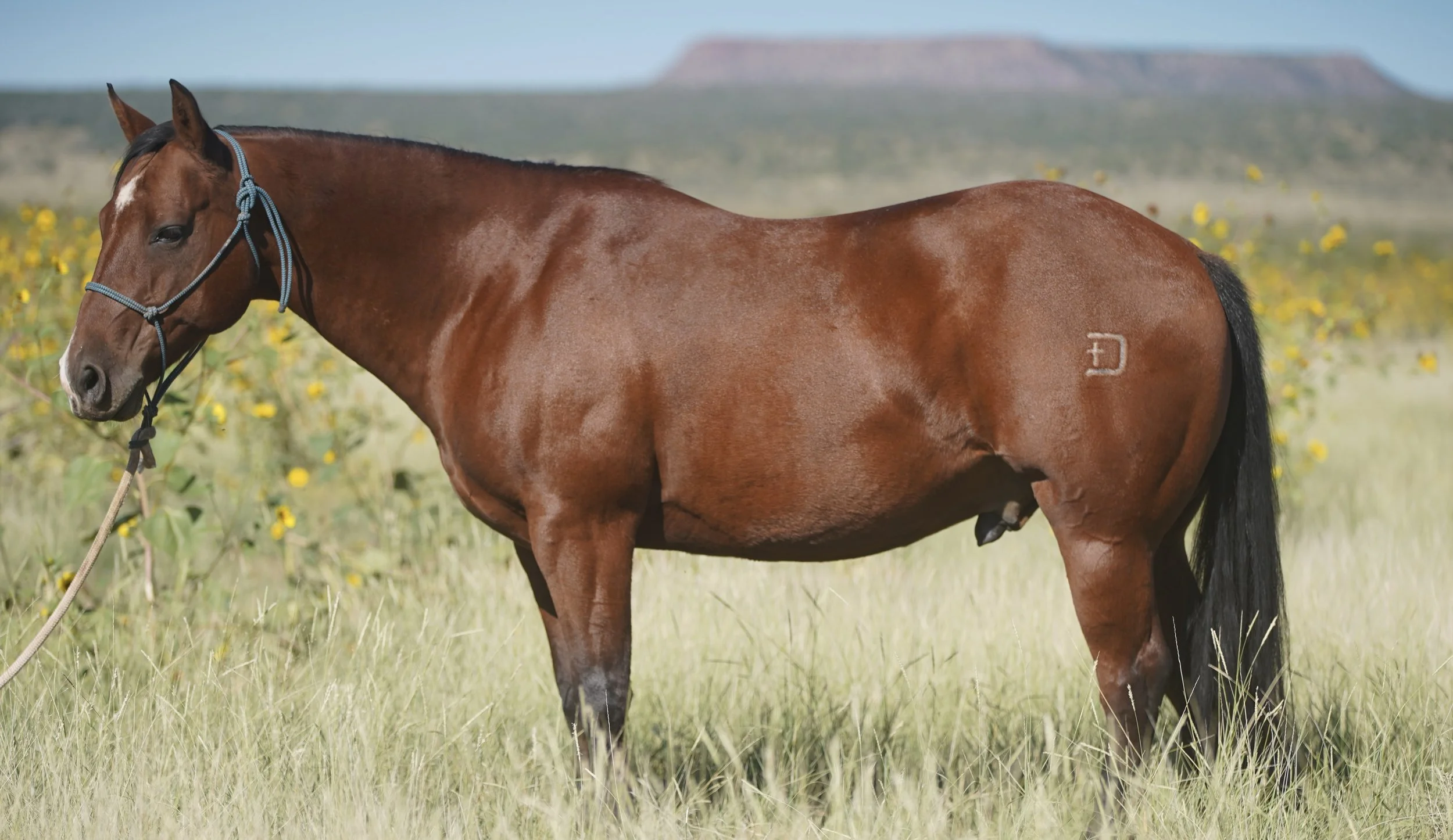 Copy of Crawley - Karli Major.jpg