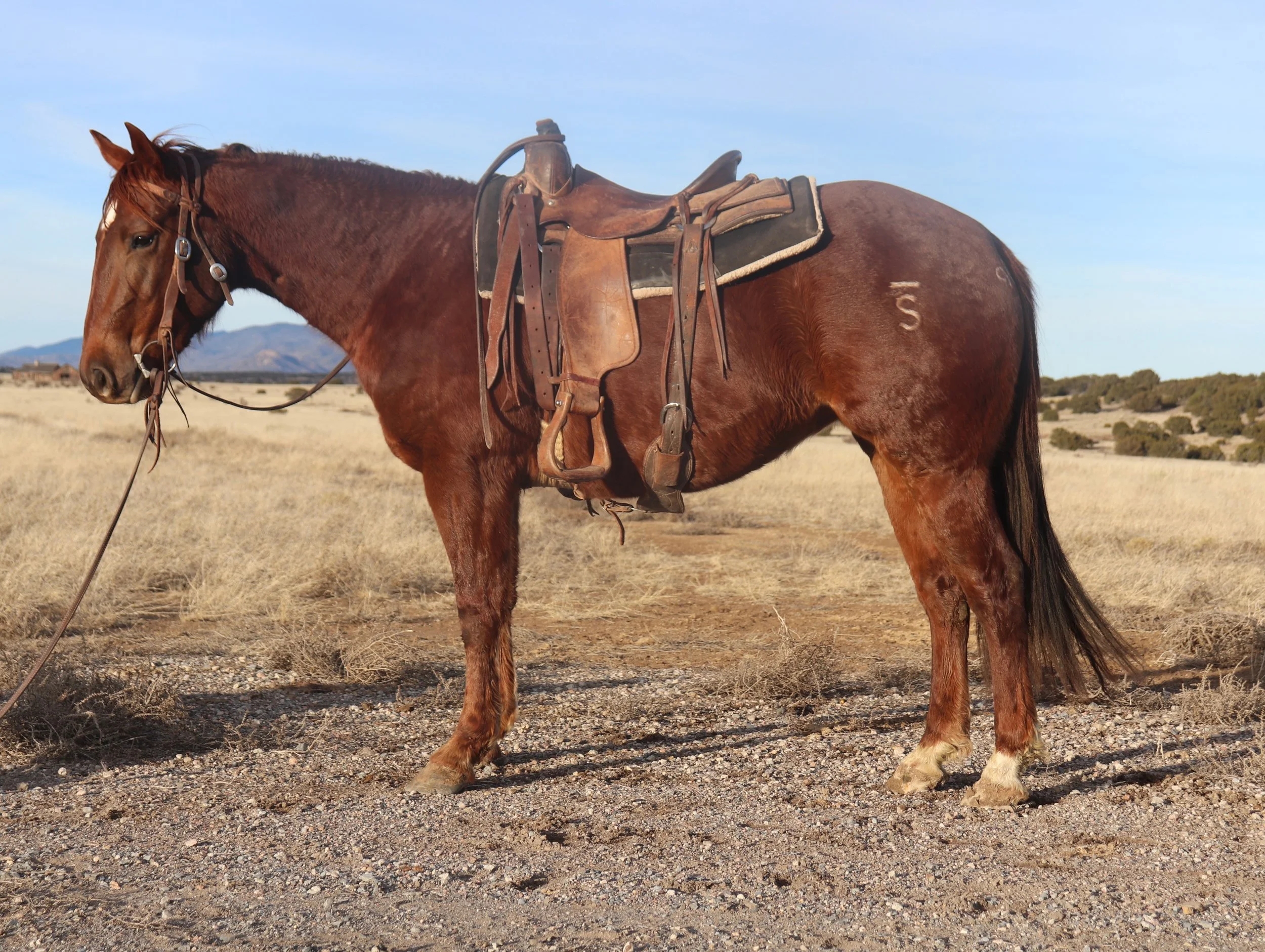 smokumsChic - Connie Mitchell.jpeg