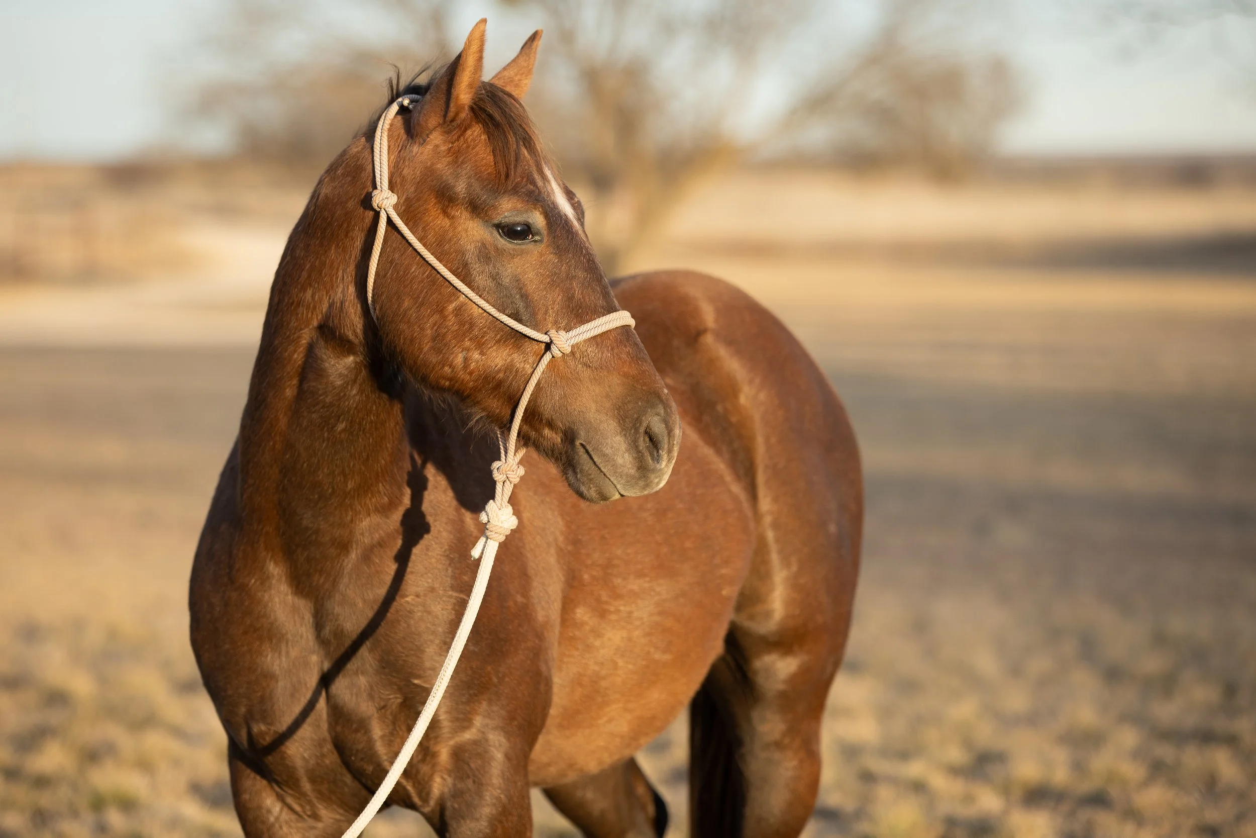 Copy of WannaBeAnOutlaw2.Strebeck - Laurie Strebeck.jpg