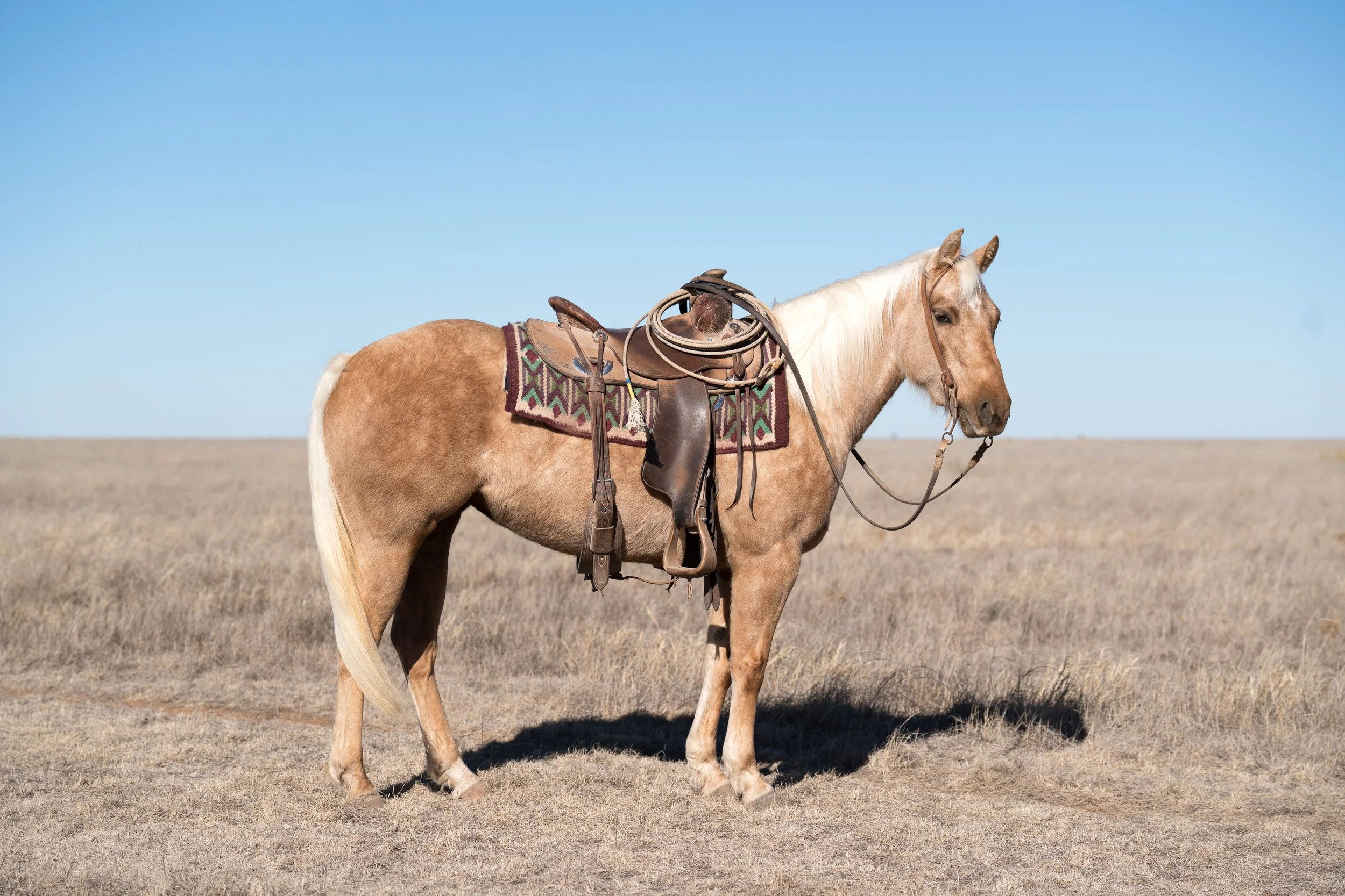 Copy of callah saddled.jpg