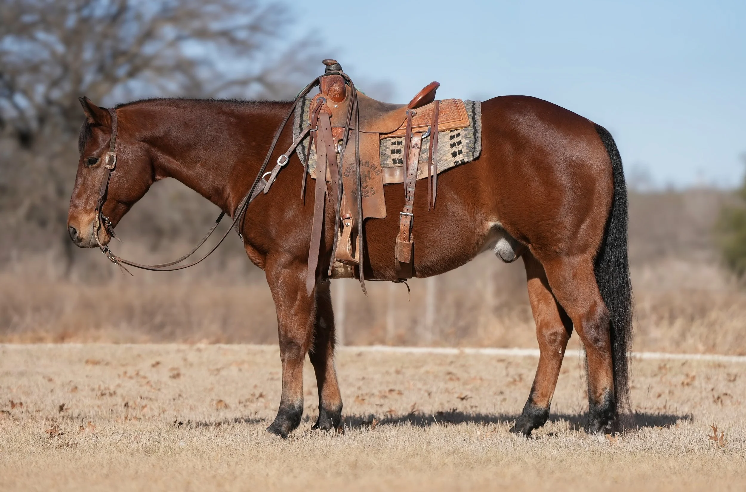 Copy of Eddies Gunpowder1 - Waylon & Taylor Davis.jpg