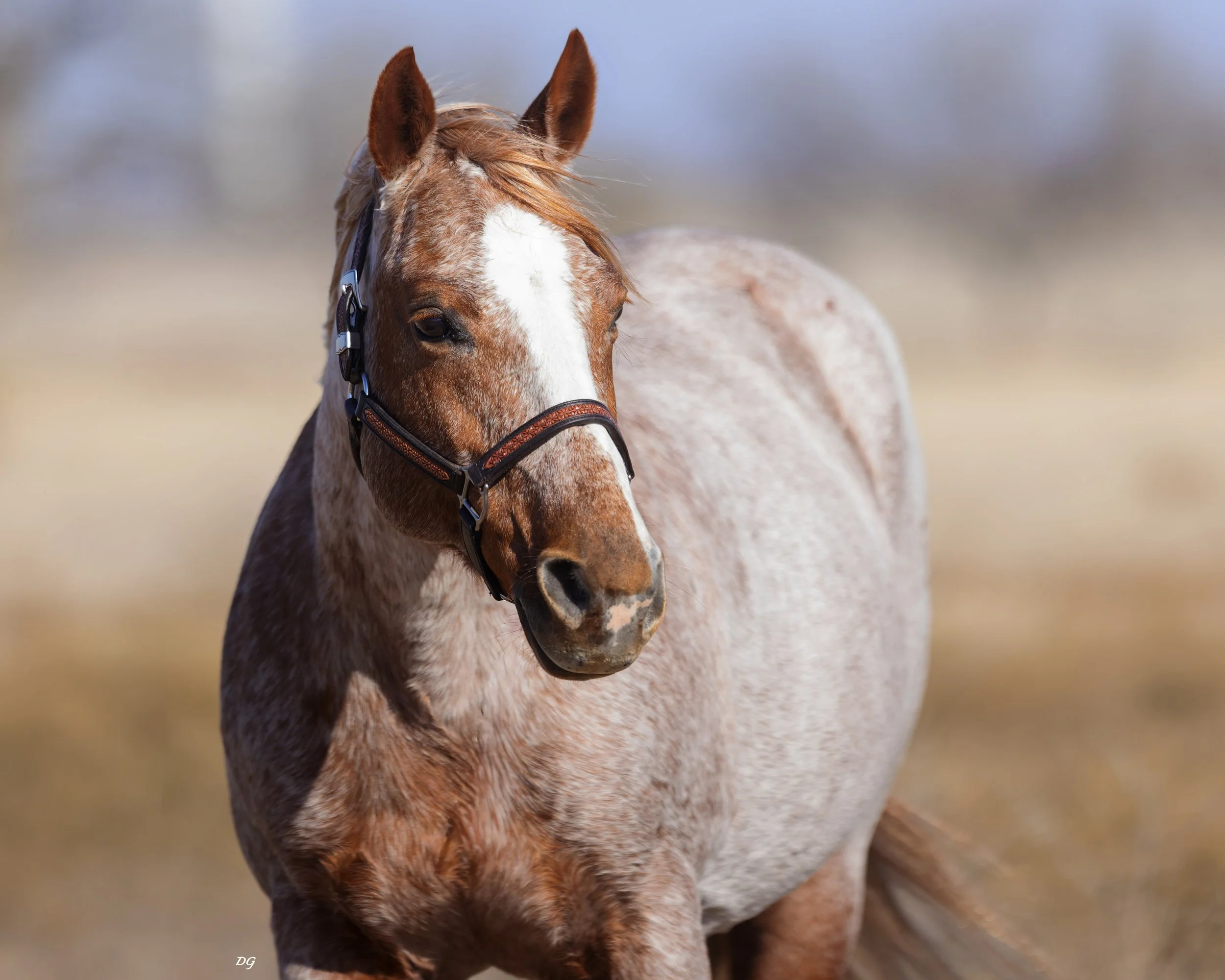 Copy of 7T9A7431-DxO_DeepPRIME 3 - Kelli Brown.jpg