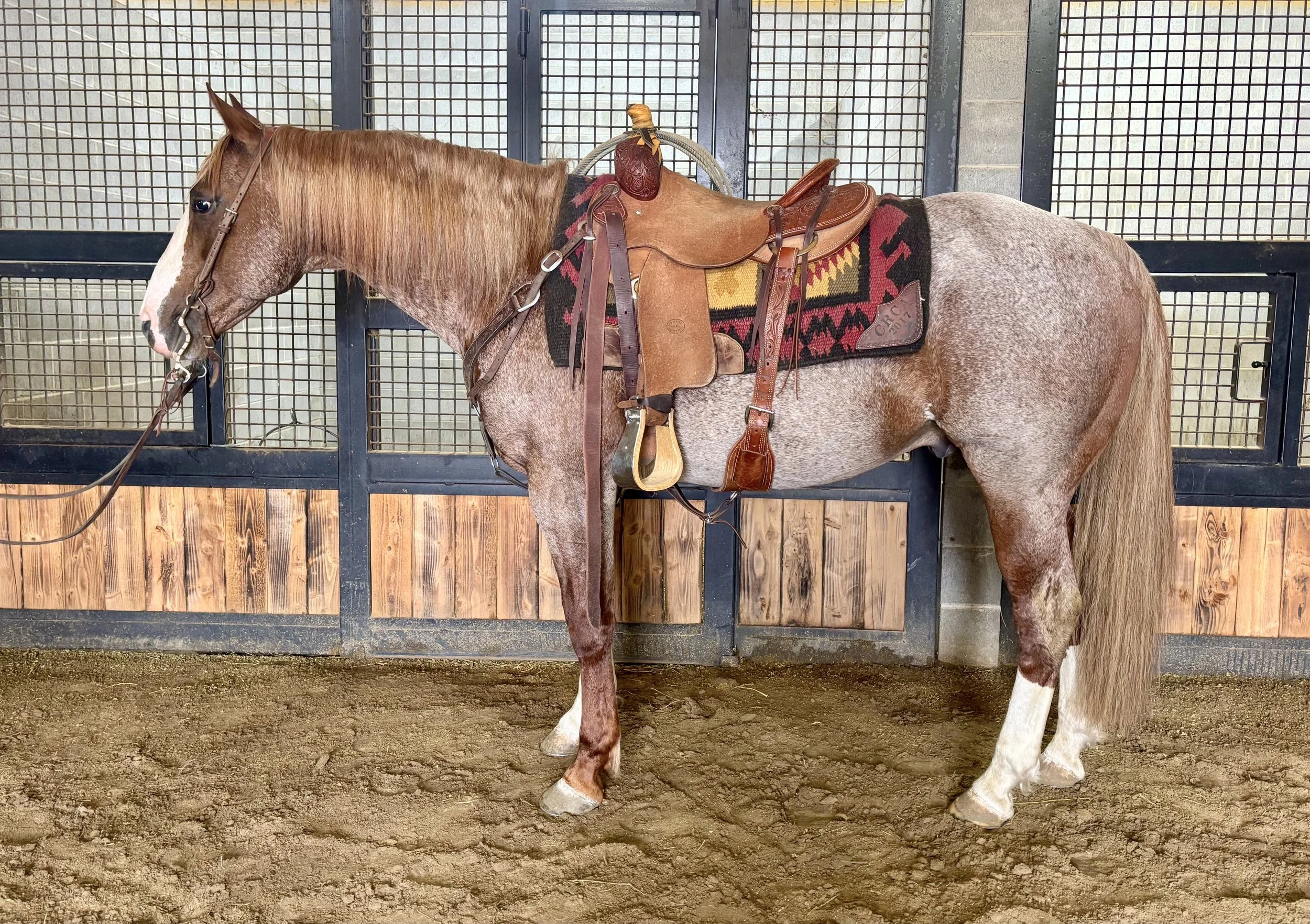 Copy of Sandhill Cat.jpeg