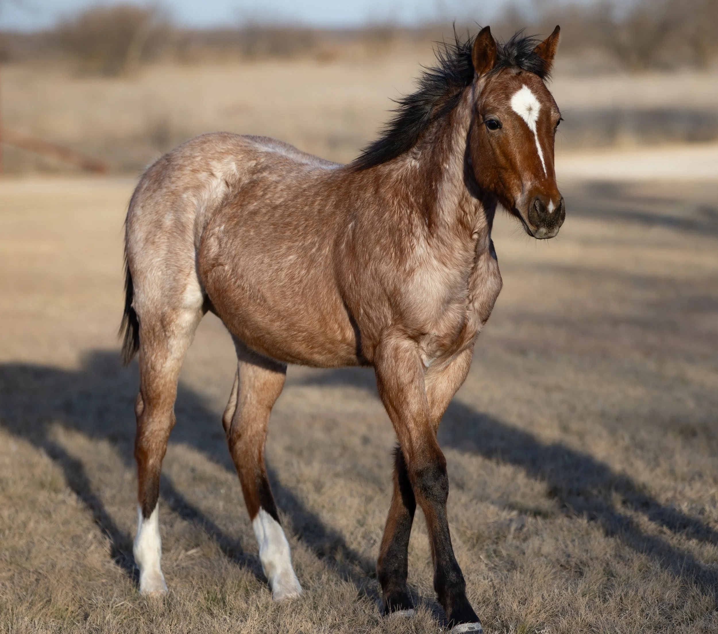 Copy of AA8I8104.jpg