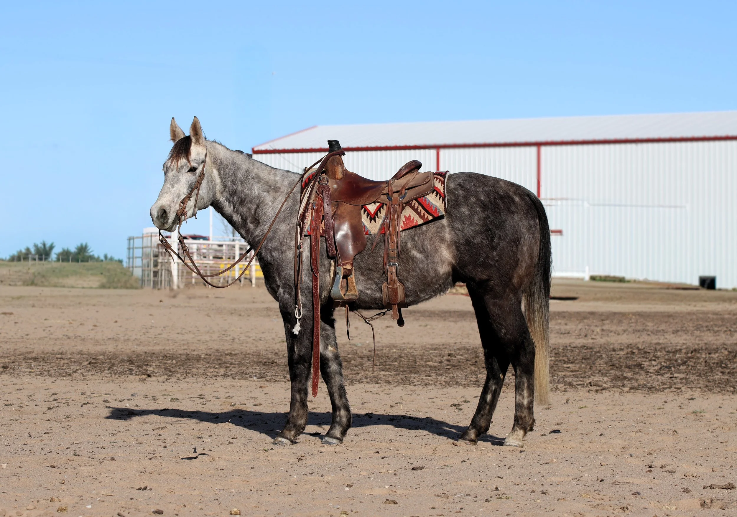 Copy of Catalog Image.jpg