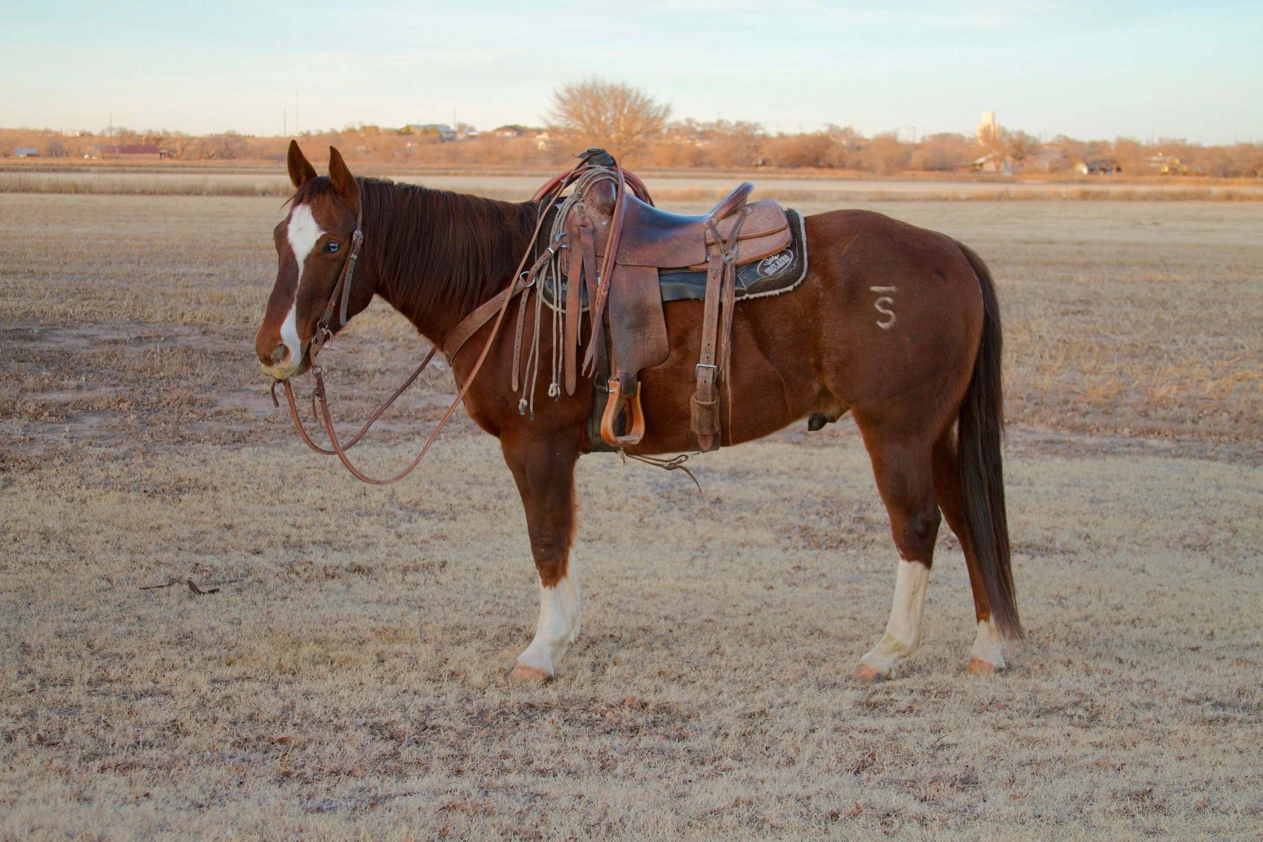 Copy of IMG_0218 - Connie Mitchell.jpeg