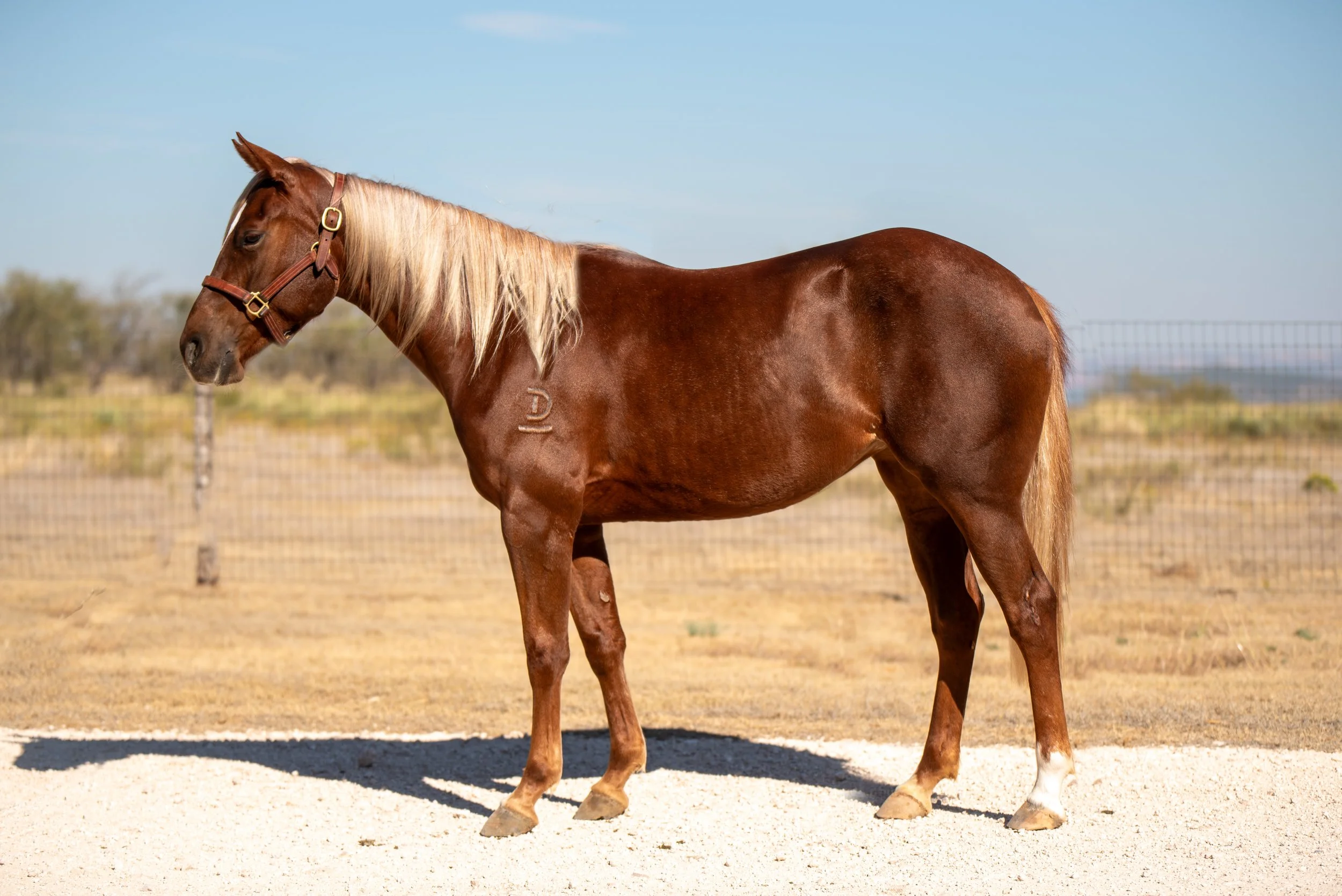 Copy of wishing no logo - Lottie Cogdell.jpg