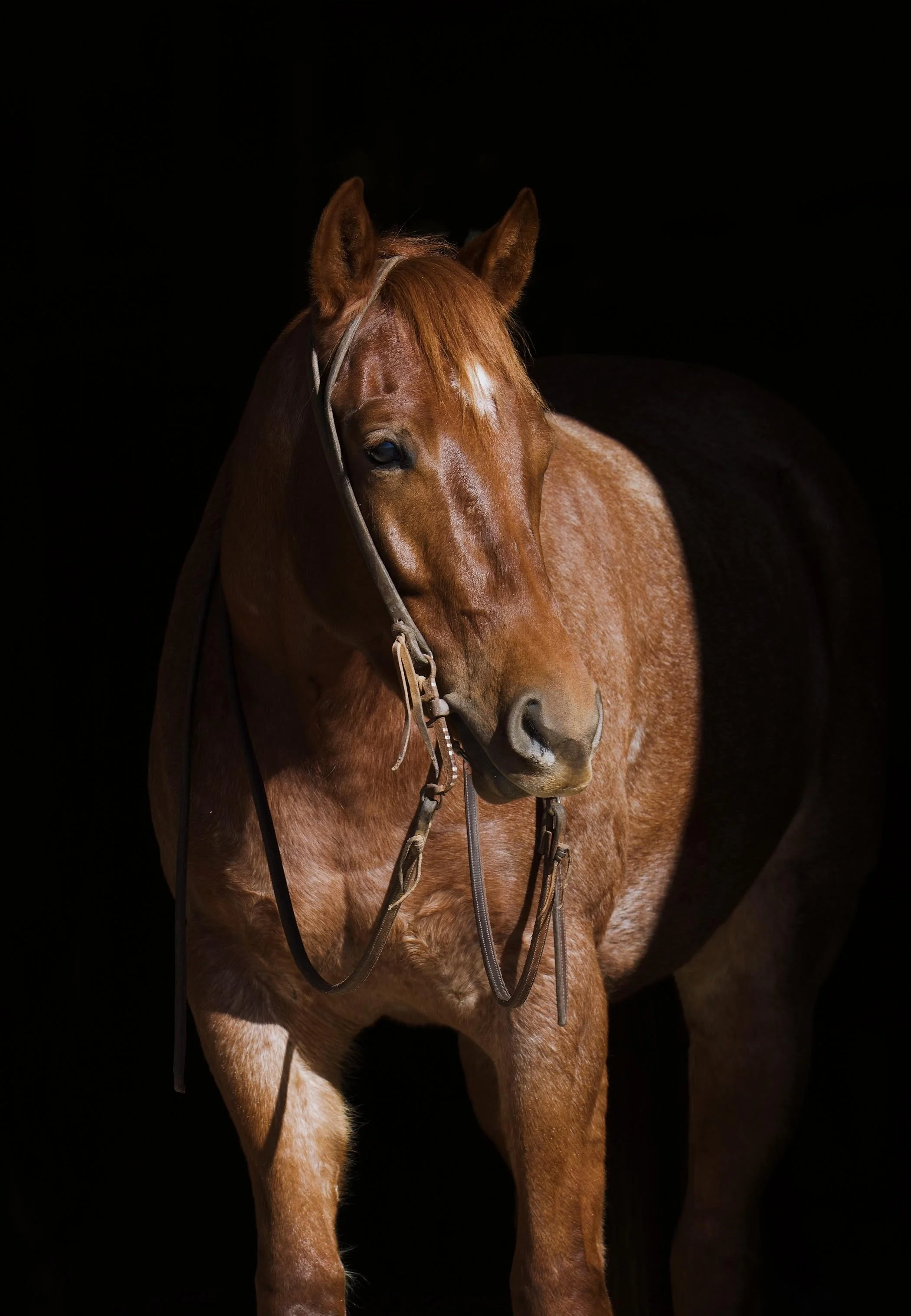 Copy of looking right.jpg