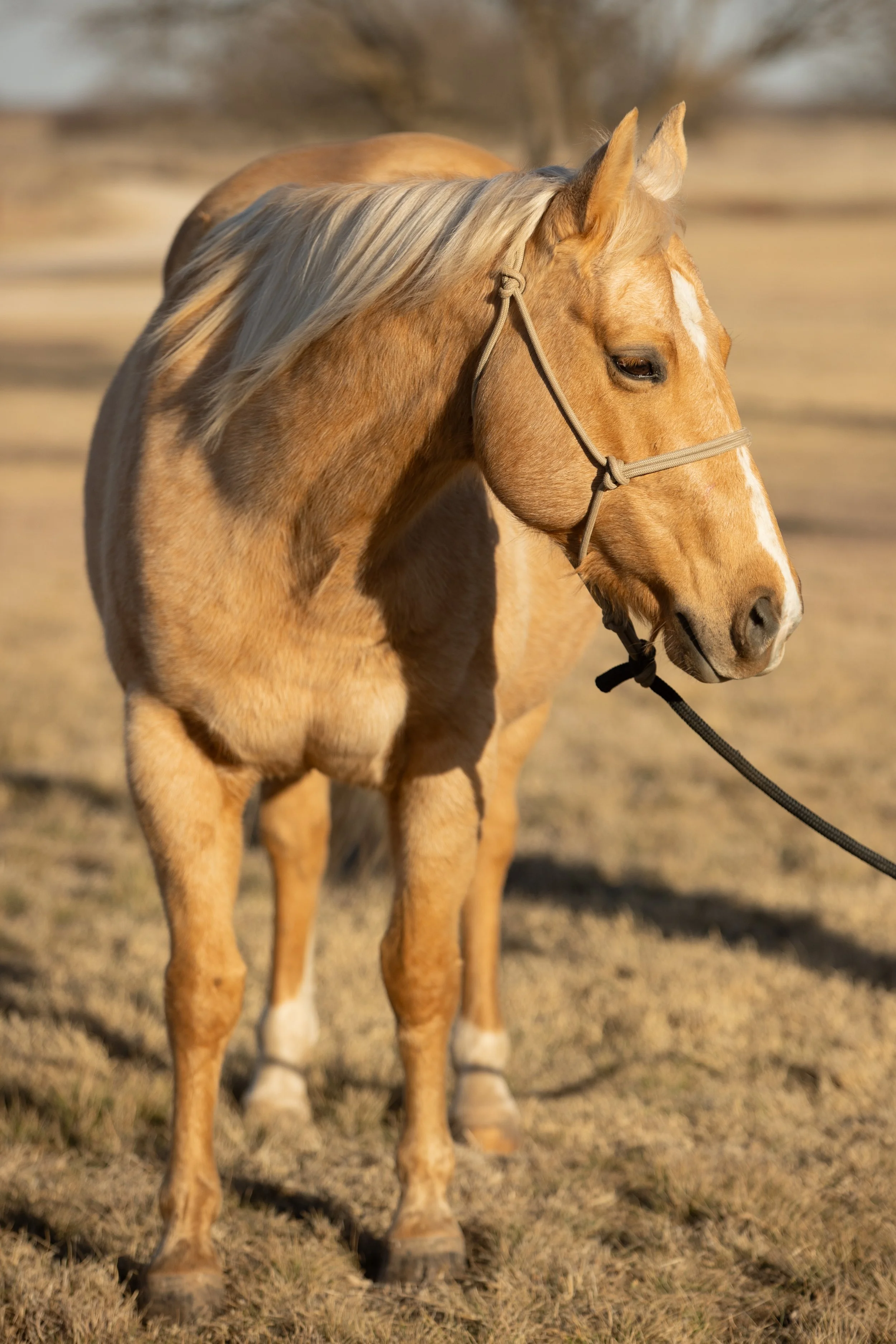 Copy of LilTruCat2 - Emily McCartney Eiguren.jpg