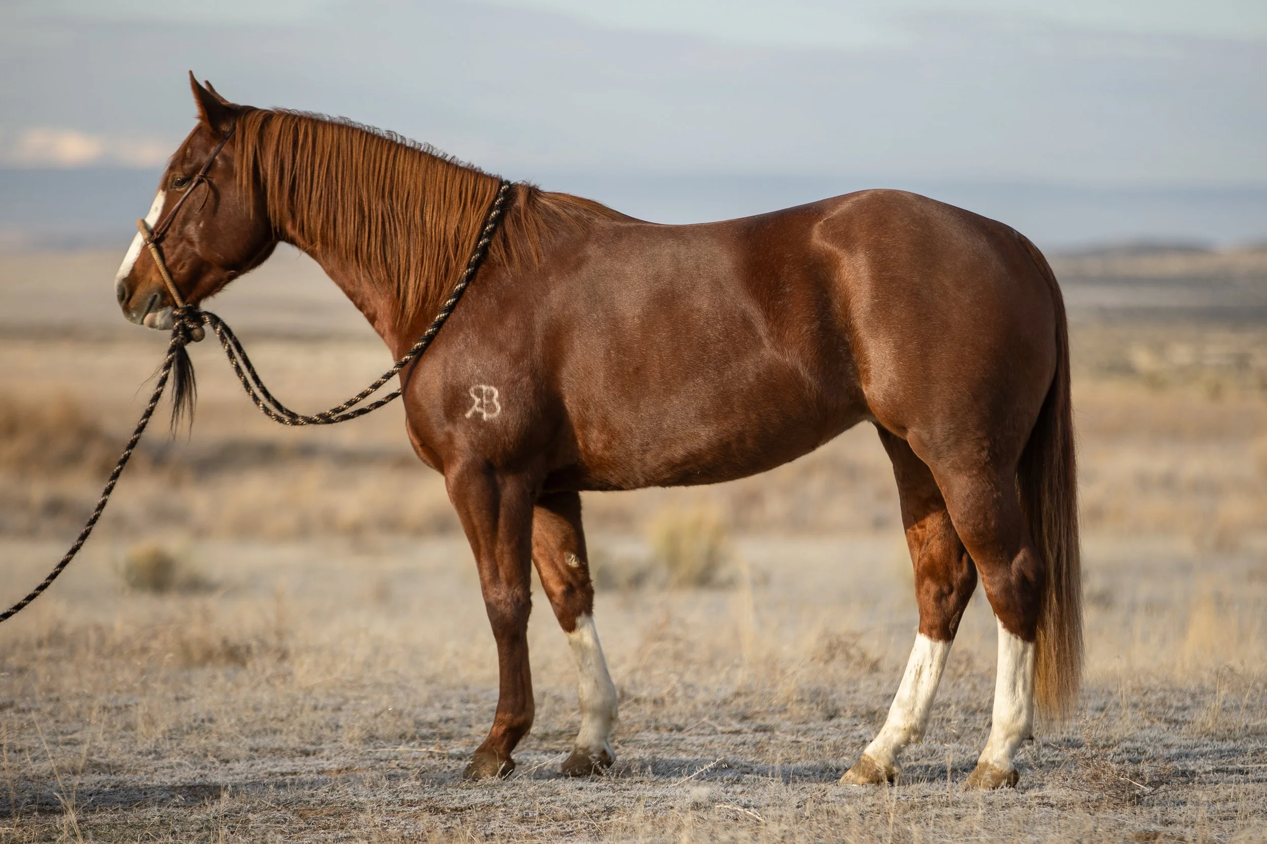 Copy of RAB My Scooters Fly DOLLY - Kelli Brown.jpg