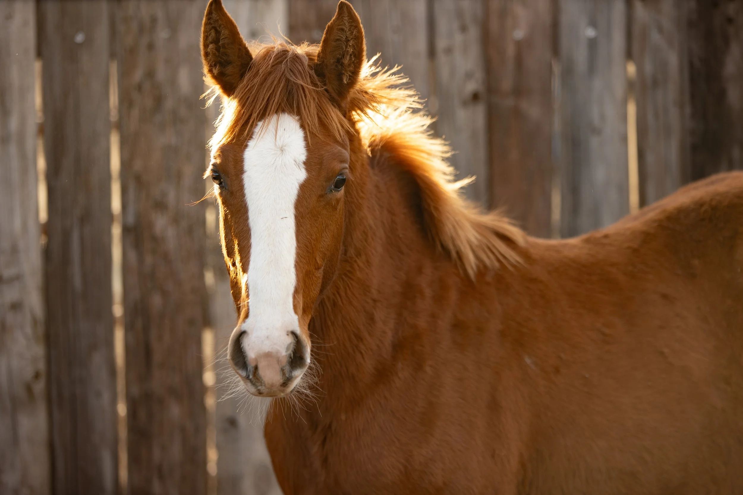 Copy of UteCreek.MCkenzie.Strebeck - Laurie Strebeck.jpg