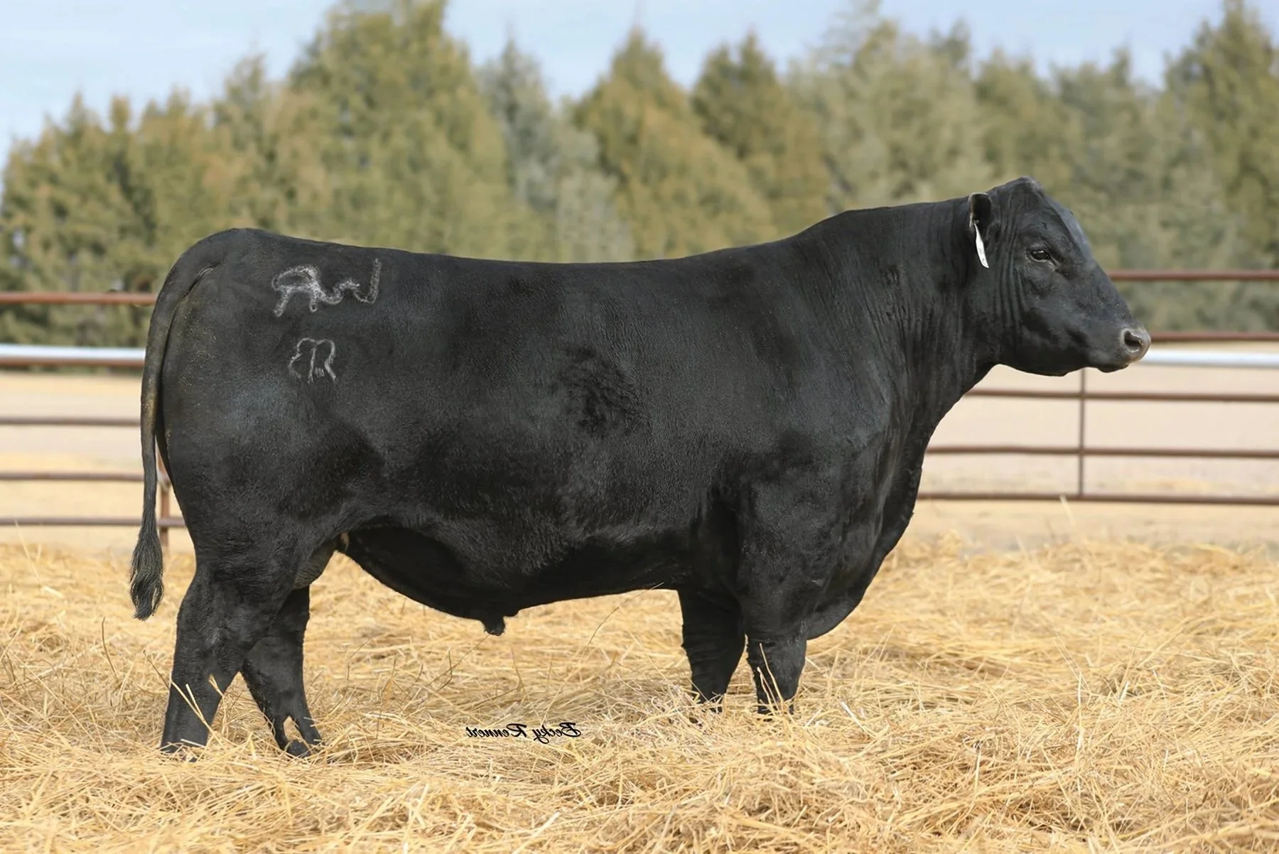 WR Kingston L32 — R.A. Brown Sales