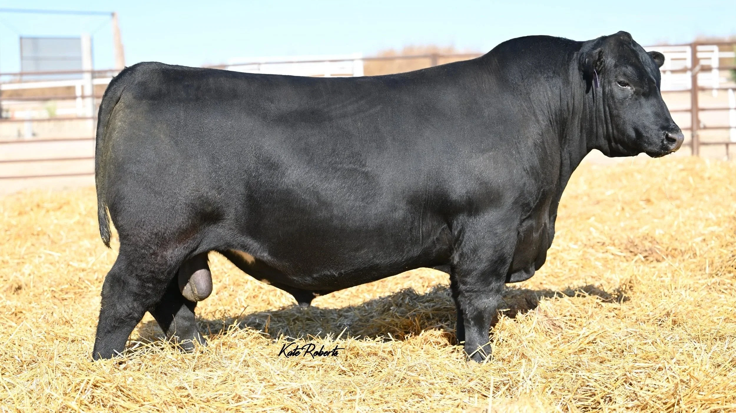 Brown Ideal K1377