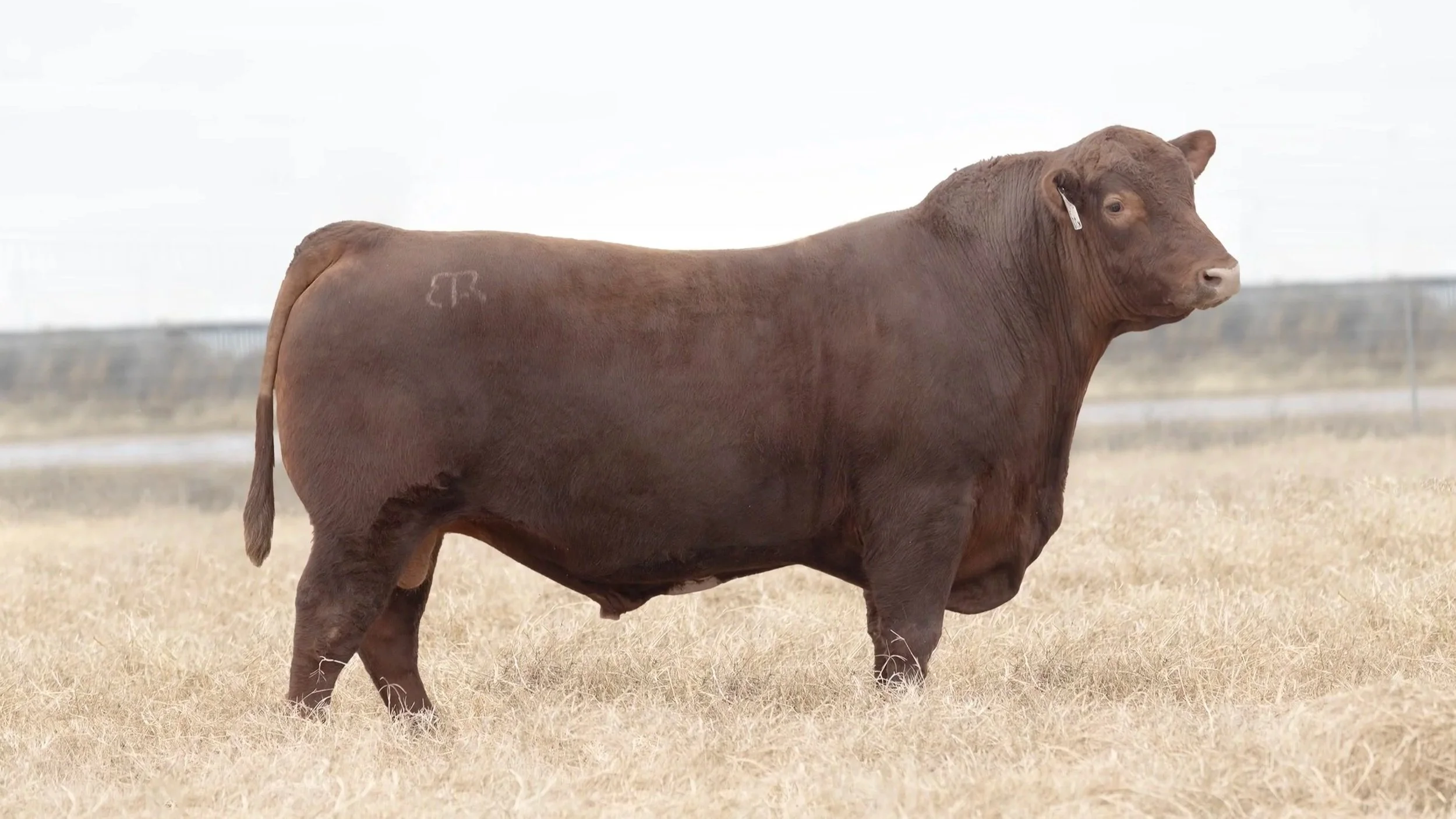 Brown Sure Thing K122