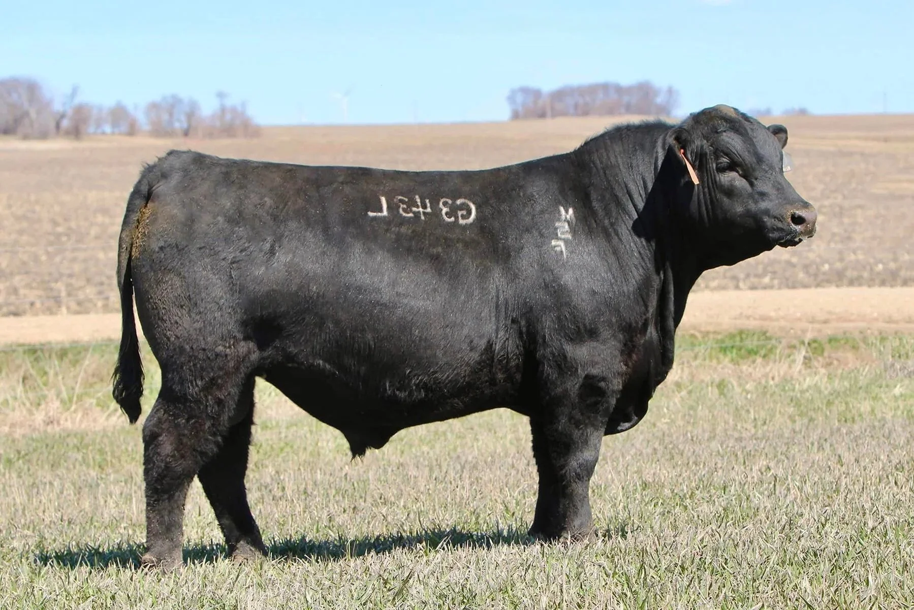 MSF Longmire G343L