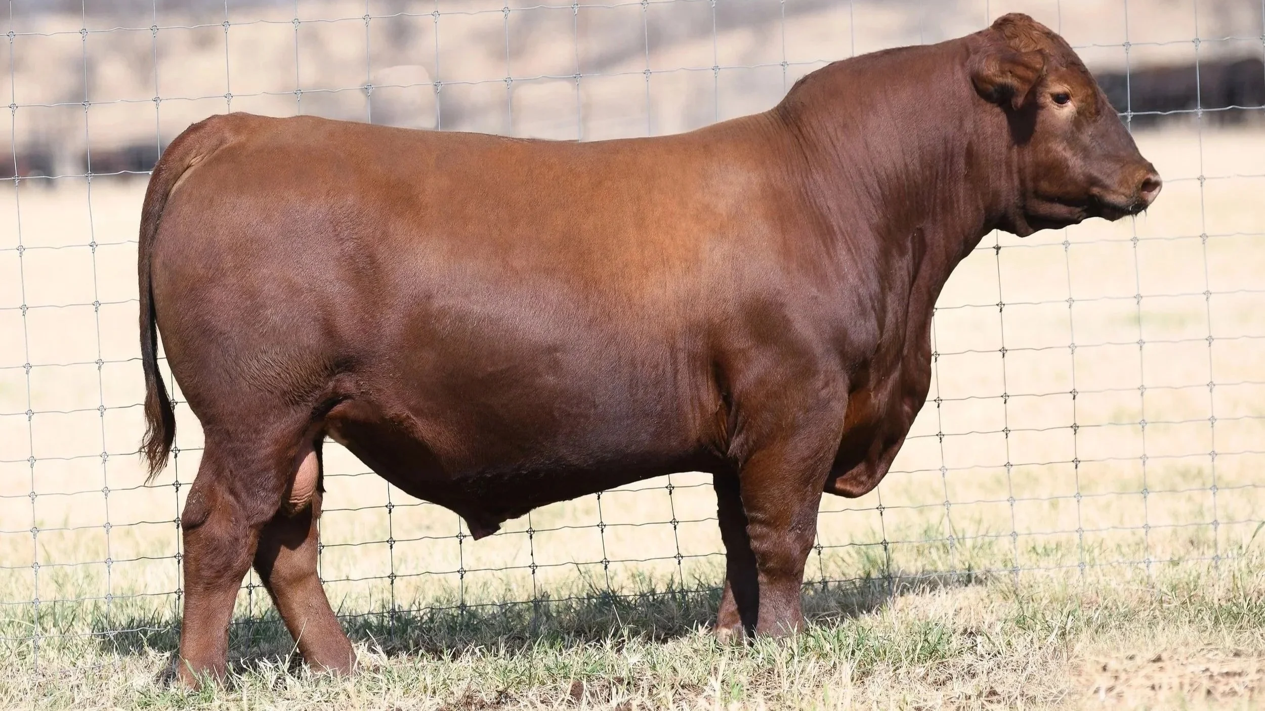 Brown SW2W Noble K6728