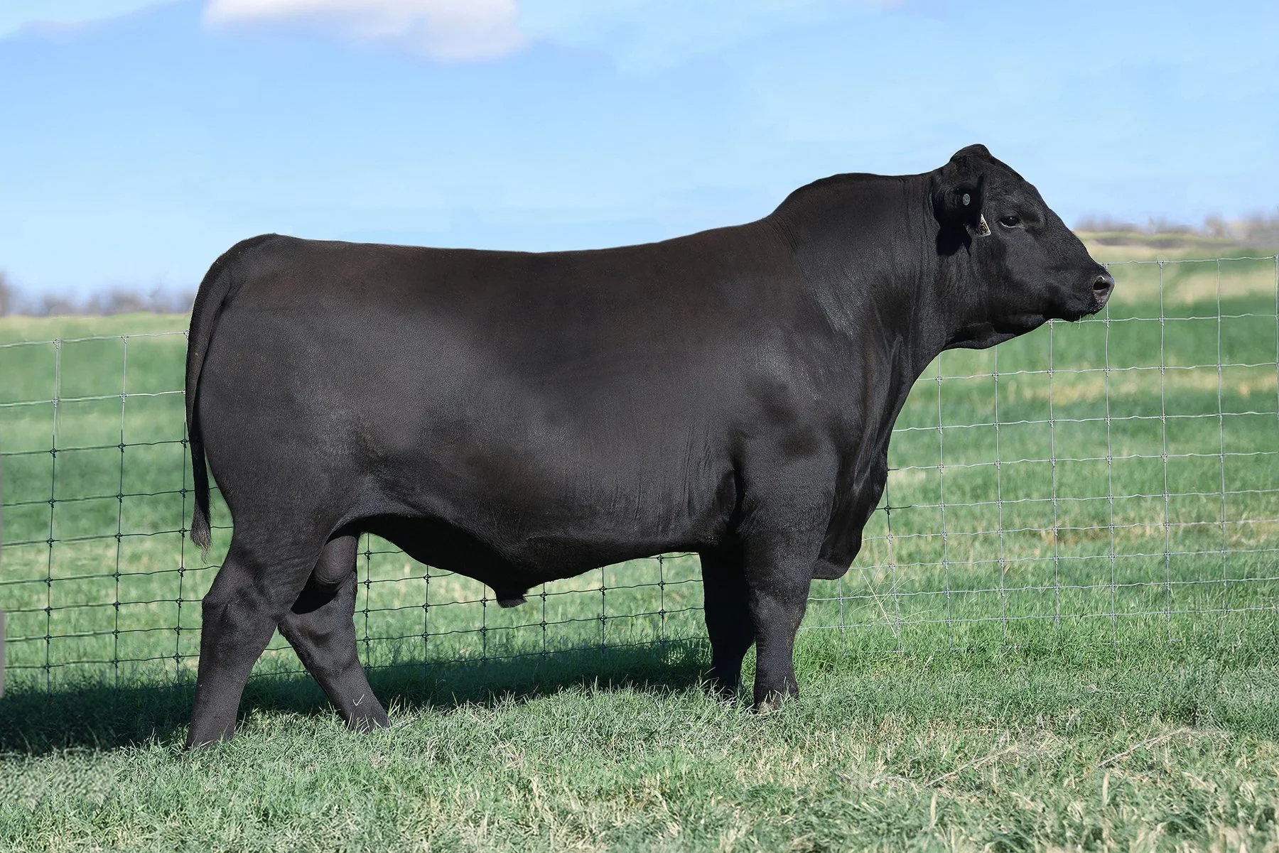 Brown JR Top Gun 8409L