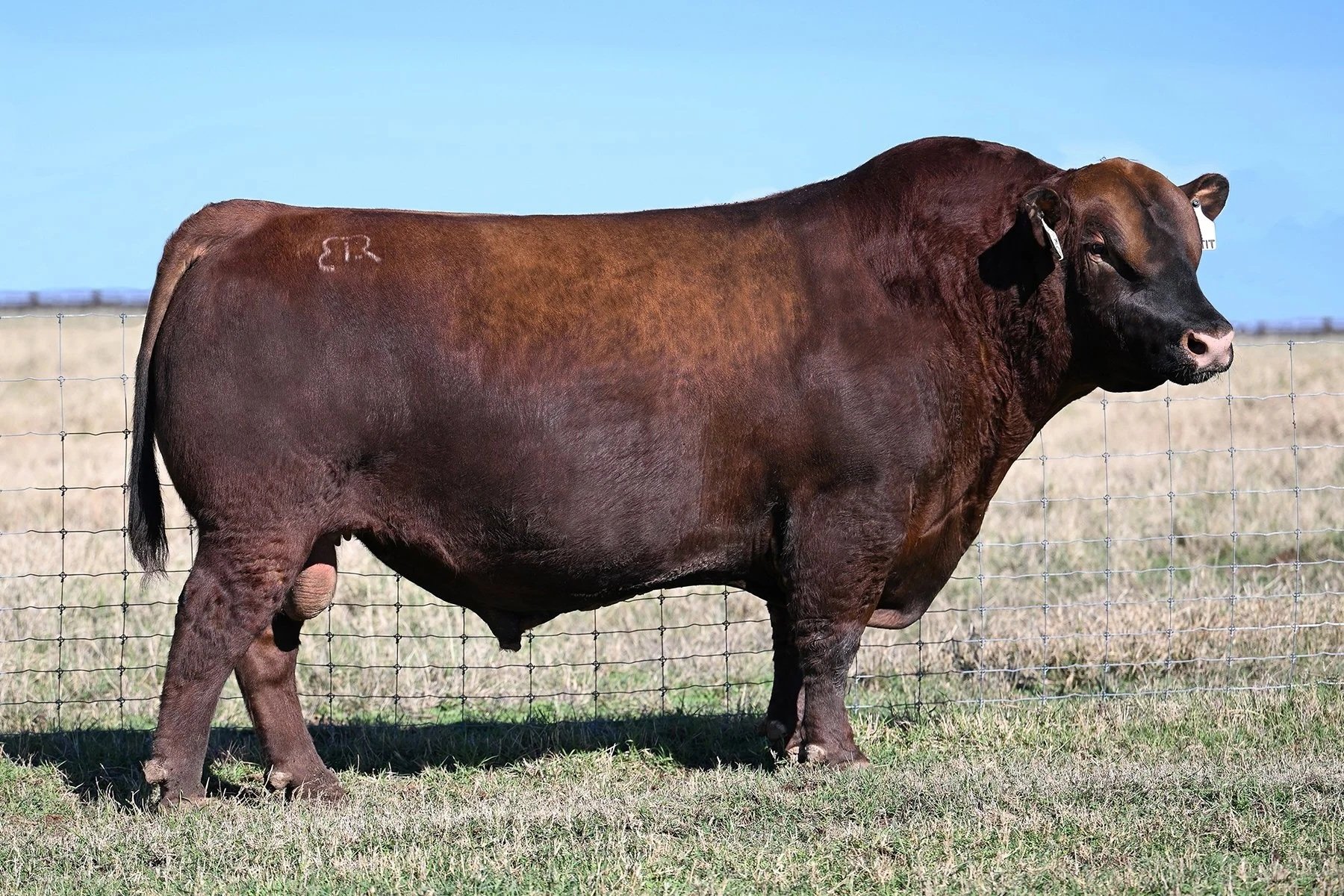 Red Angus Sires — R.A. Brown Sales