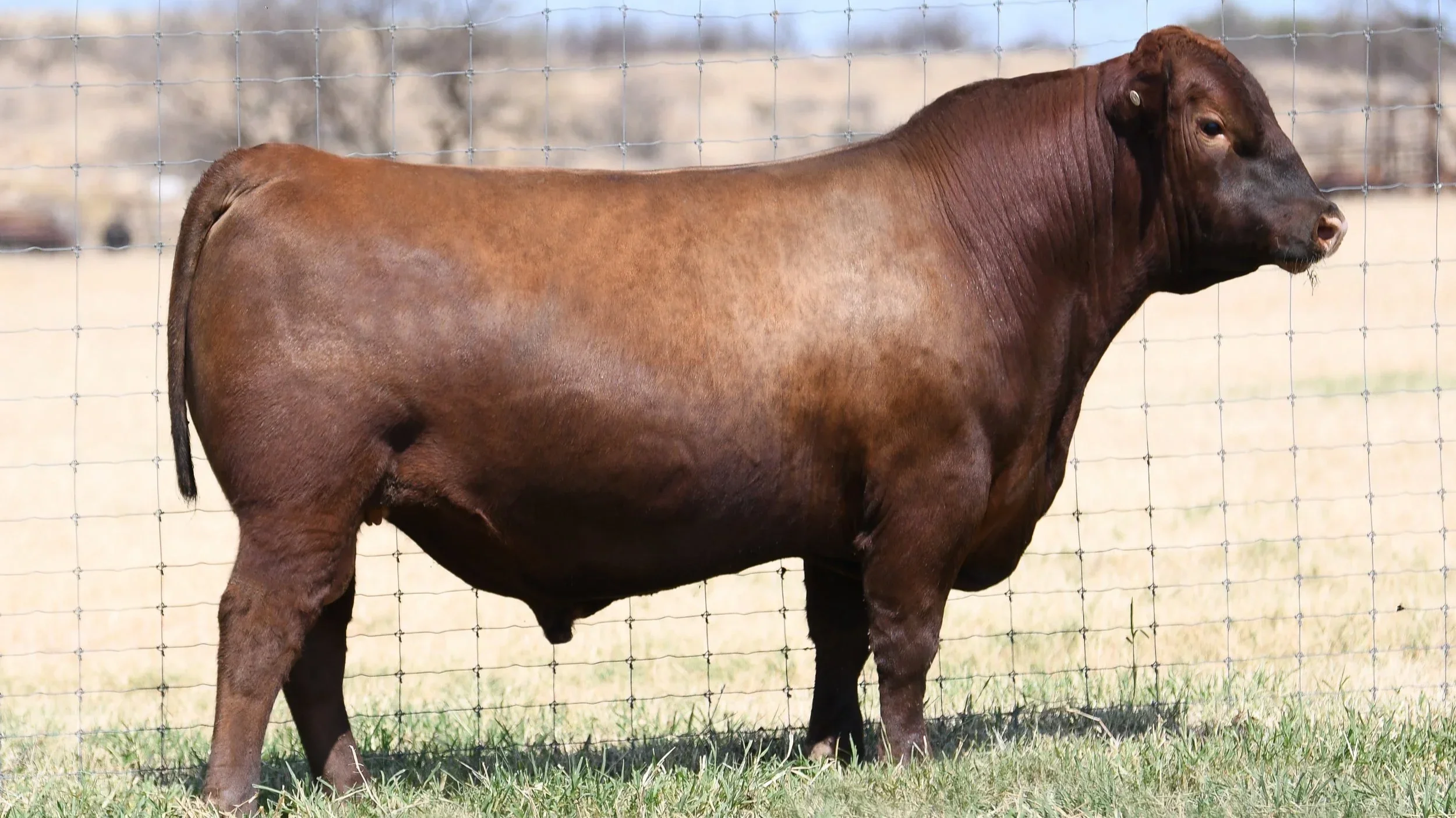 Brown GTLS Titus K6257