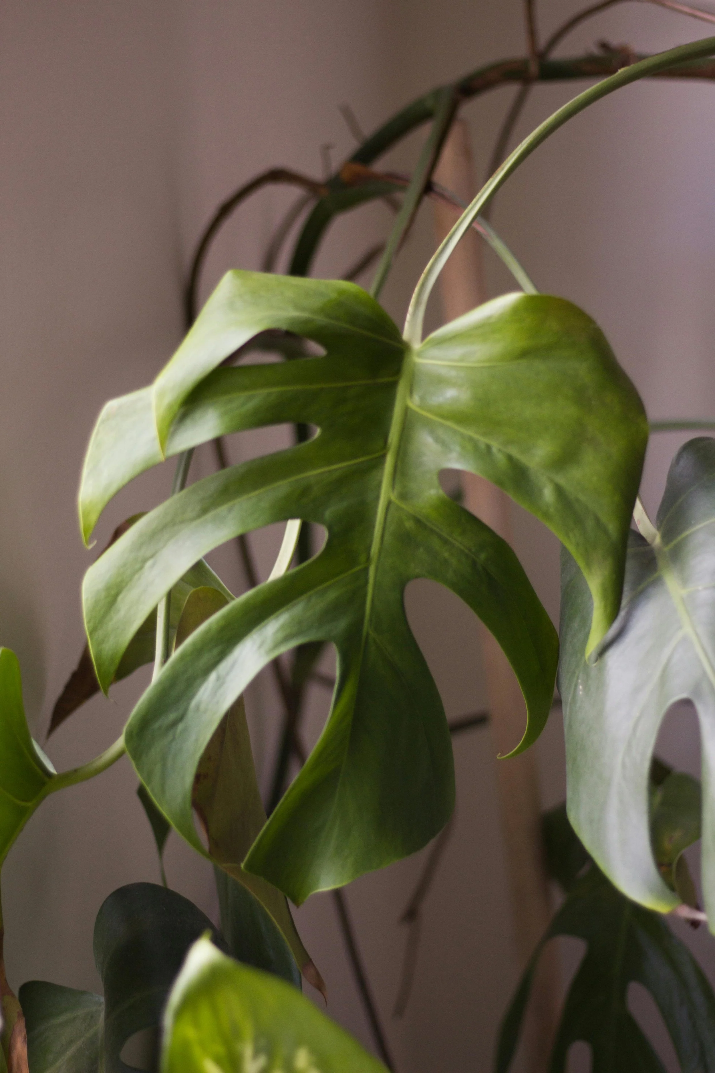 Close-up of a lush green Monstera plant with large, split leaves against a plain background.
