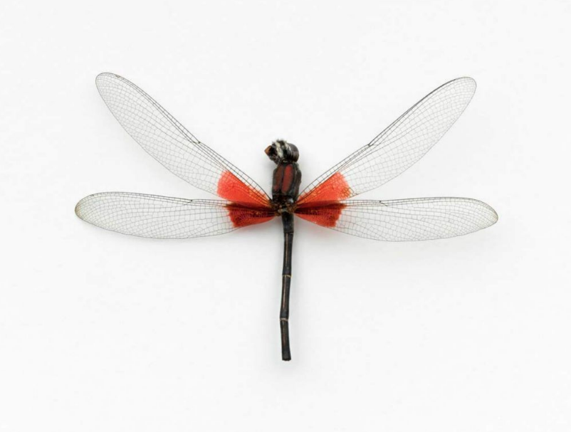 John Woolf, Canyon Ruby Spot Damselfly, 2008