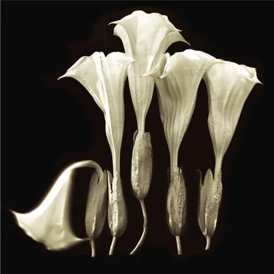 Reenie Barrow, Tubae de Africa I, 2007,
Iris Print on Japanese Rice Paper, Edition AP/5