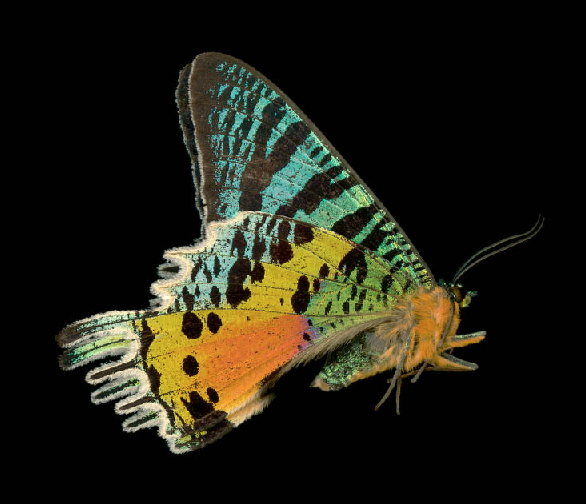 John Woolf, Urania ripheus, 2007