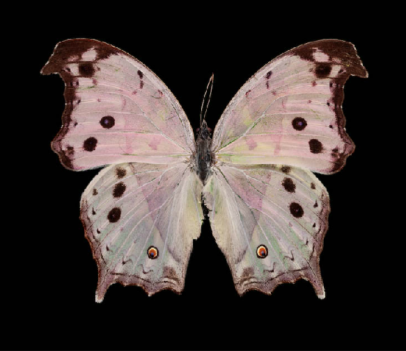 John Woolf, Salamis parhassus, Africa, 2007