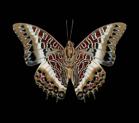 John Woolf, Charaxes castor Africa, 2007